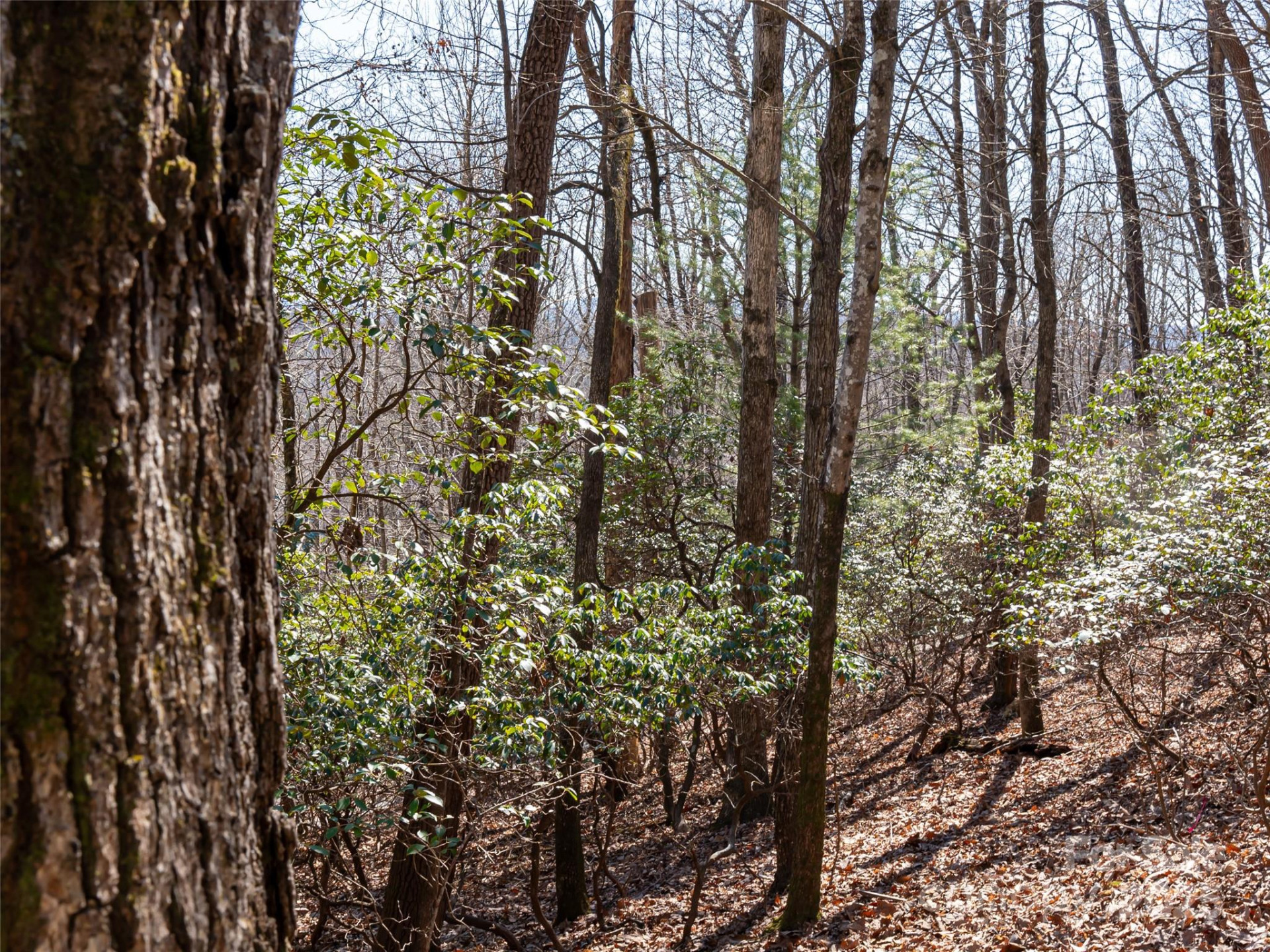 27 Alpen Rose Way - Photo 14