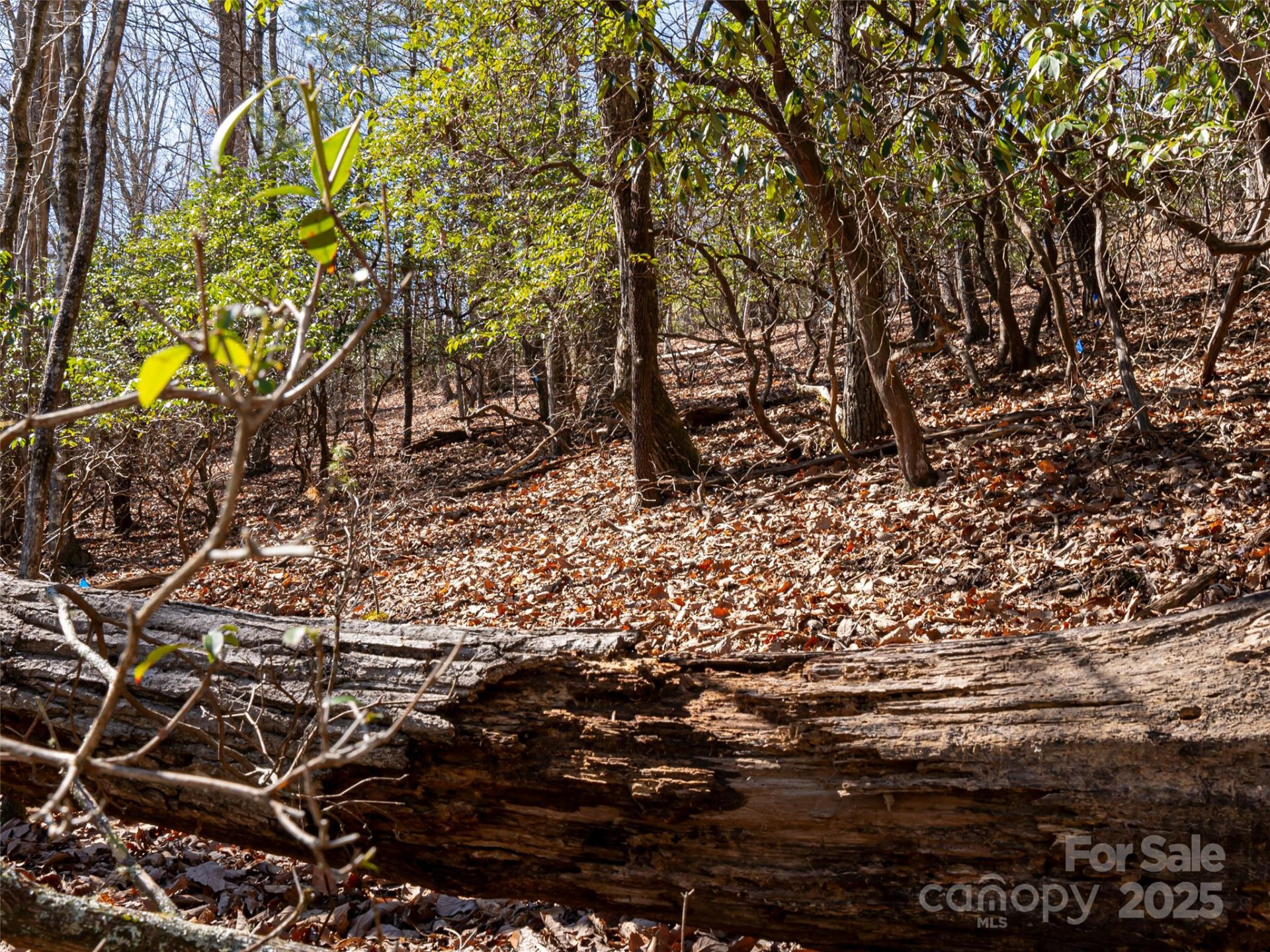 27 Alpen Rose Way - Photo 17