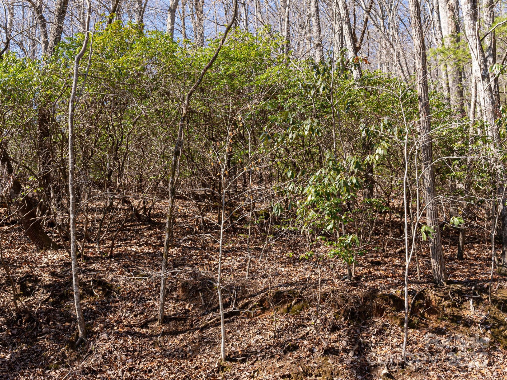 27 Alpen Rose Way - Photo 20