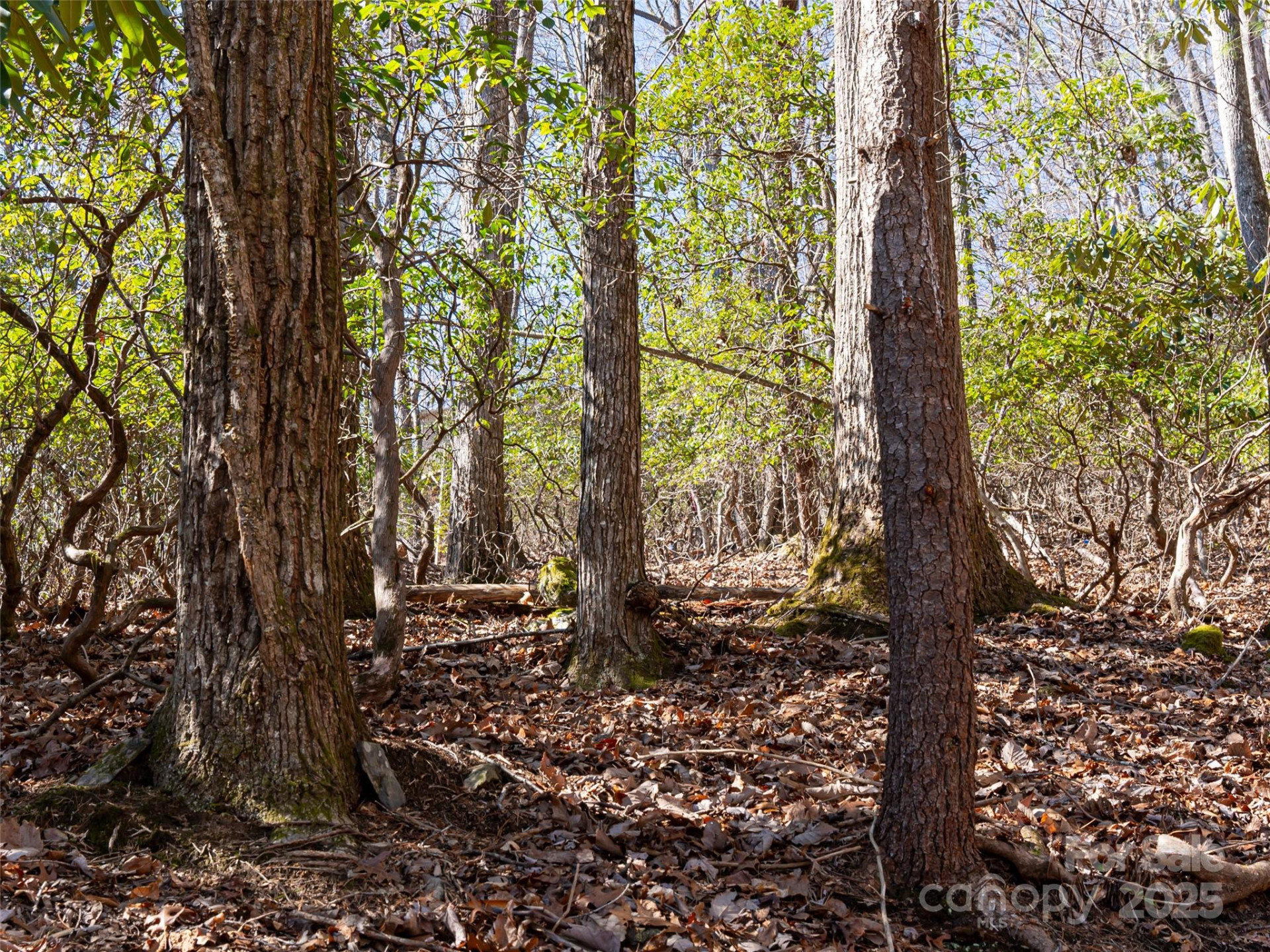 27 Alpen Rose Way - Photo 9