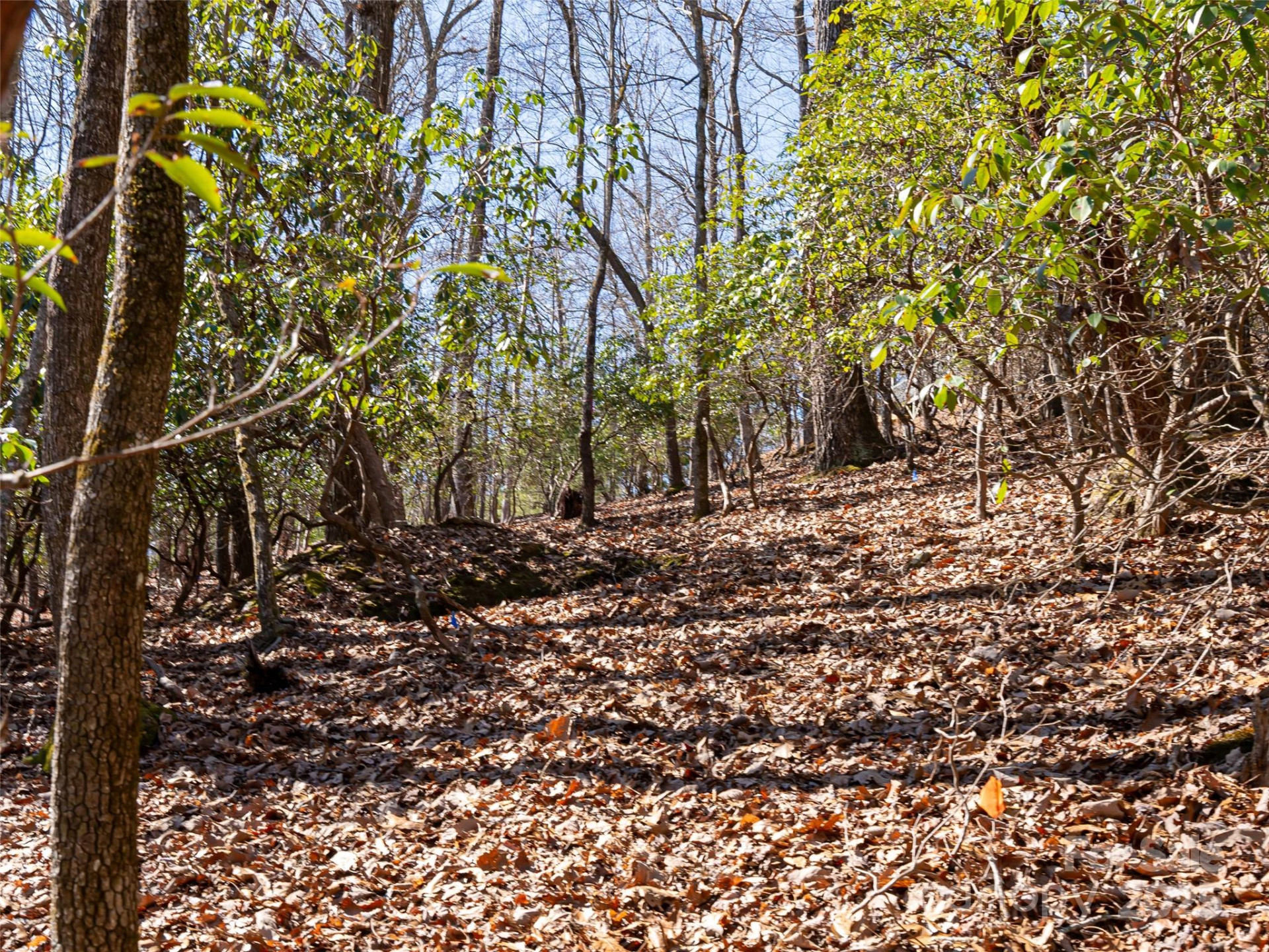 27 Alpen Rose Way - Photo 10