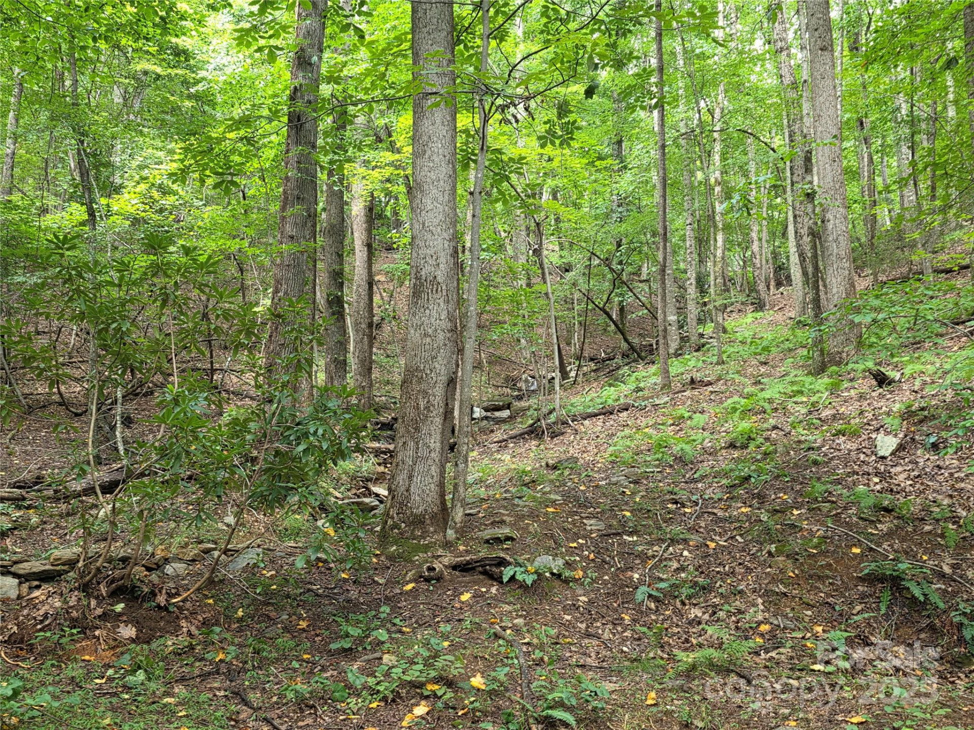 800610 Ivy Road #217 - Photo 4