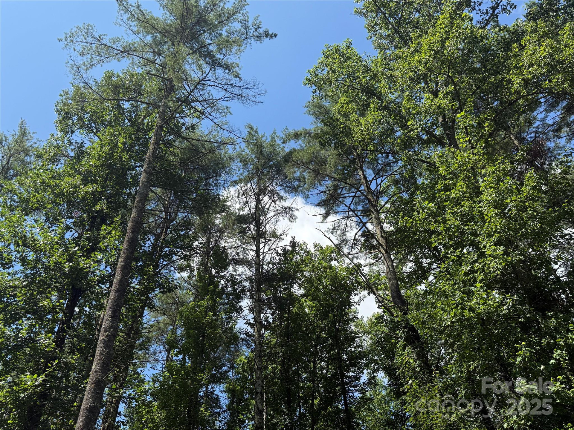 Lot 37 Mountain Brook Trail #37 - Photo 7