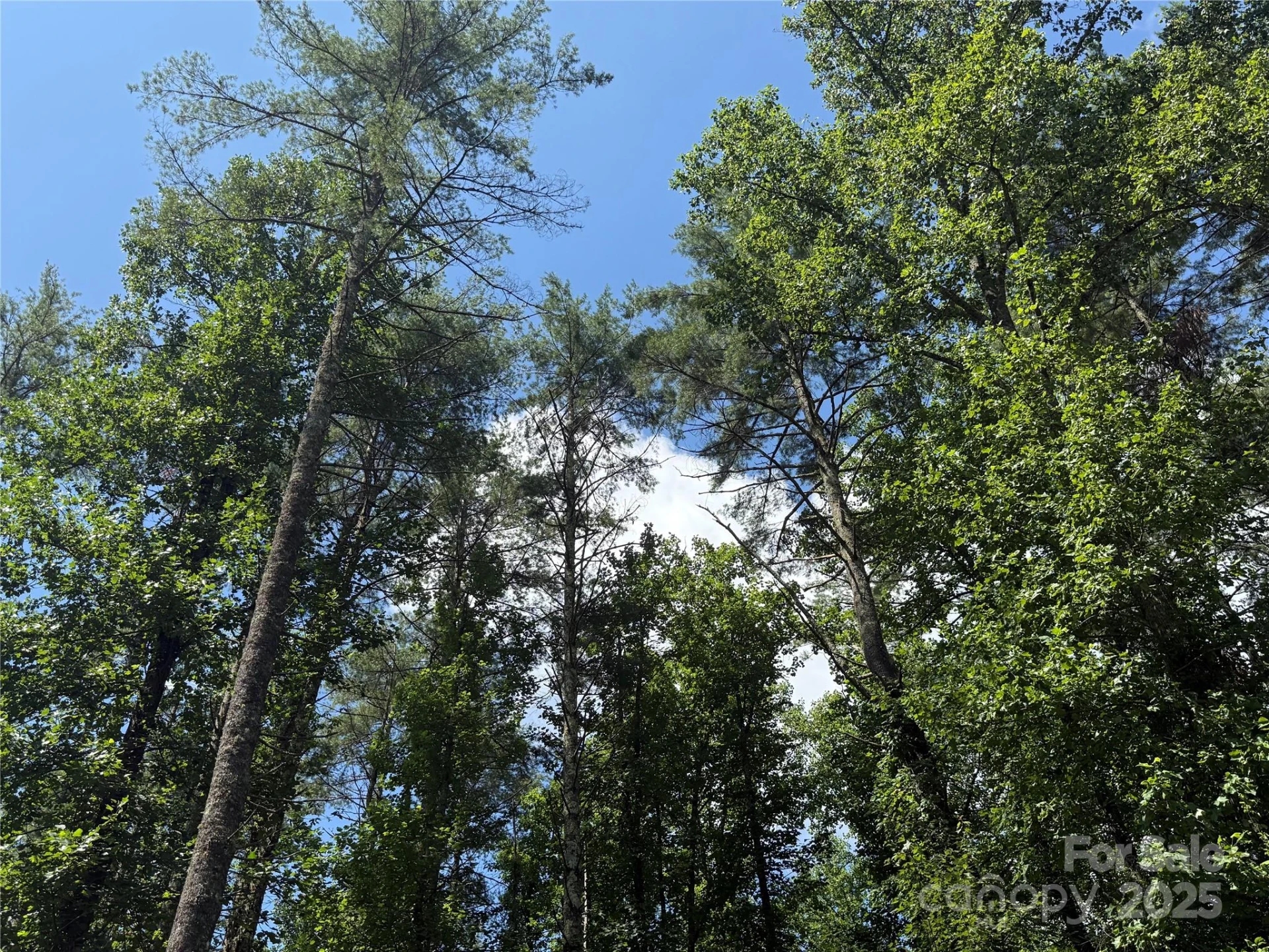 Lot 37 Mountain Brook Trail #37 - Photo 7