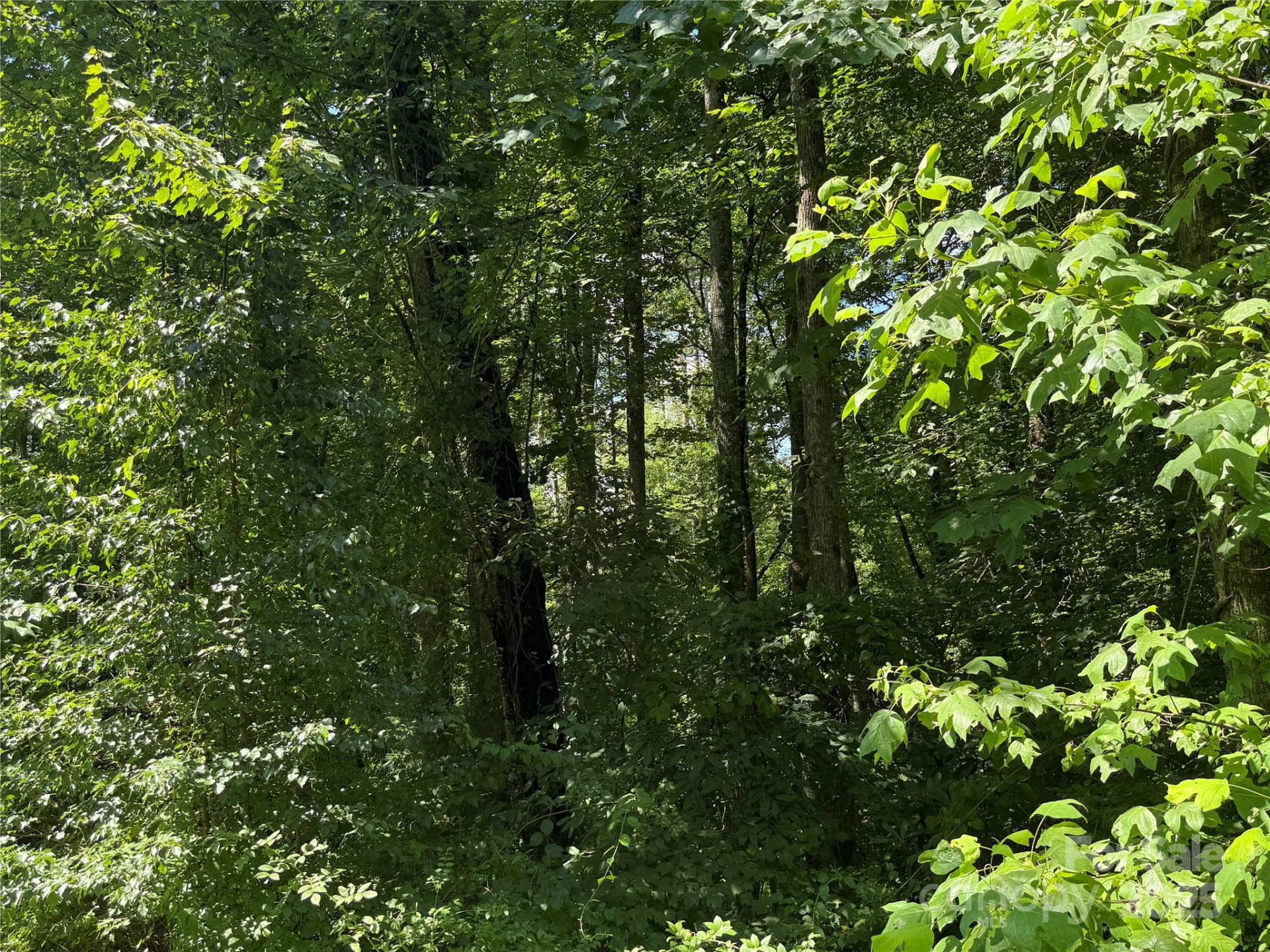 Lot 37 Mountain Brook Trail #37 - Photo 9