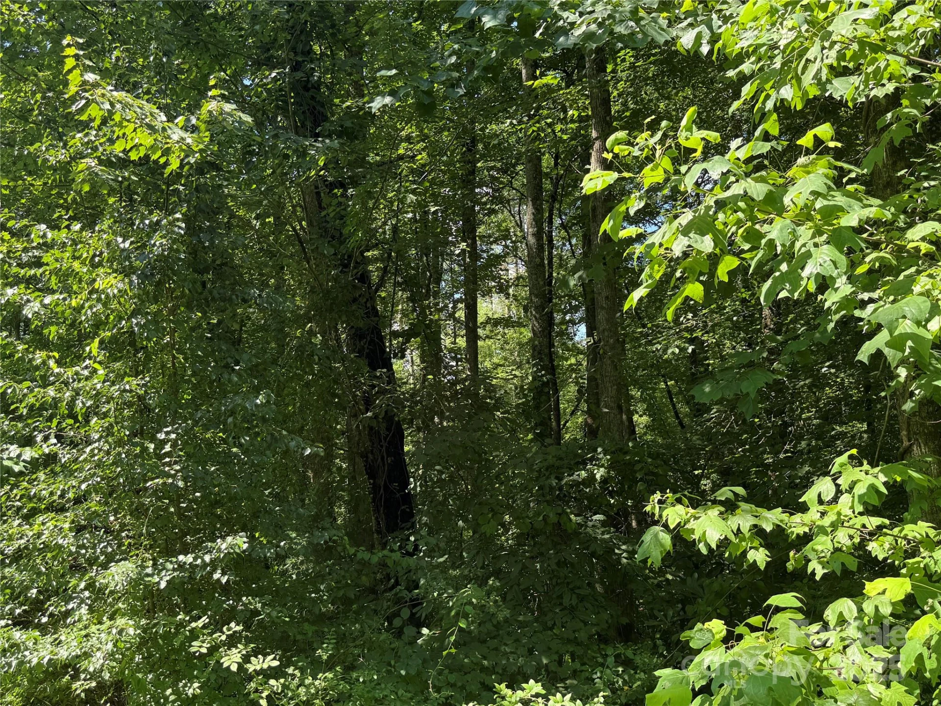 Lot 37 Mountain Brook Trail #37 - Photo 9