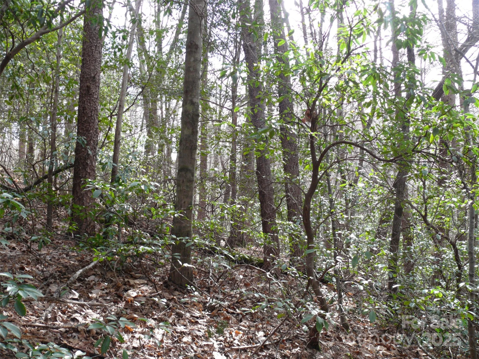 Lot 102 Shumont Estates Drive - Photo 5