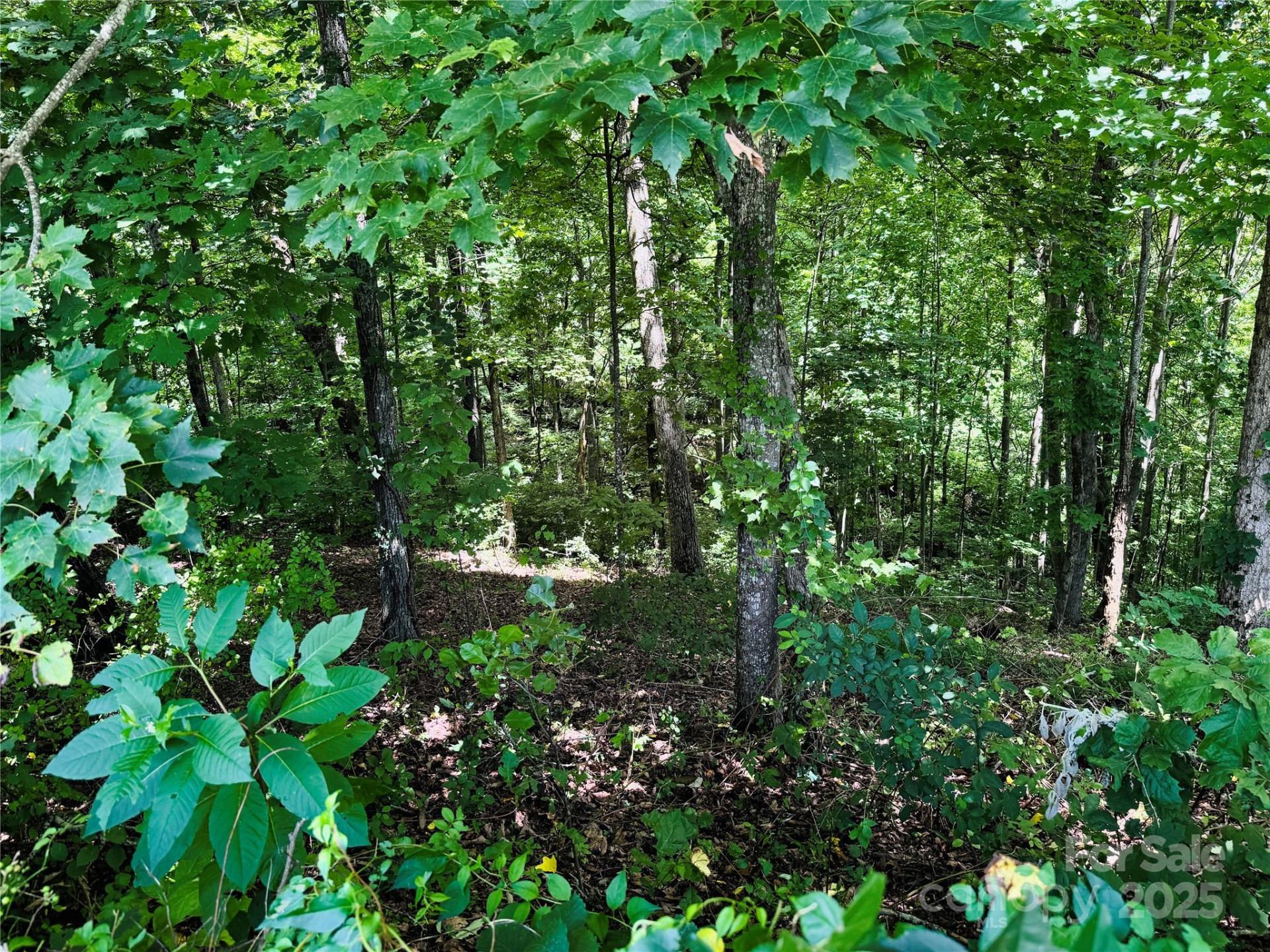 35 Ladys Fern Trail - Photo 5