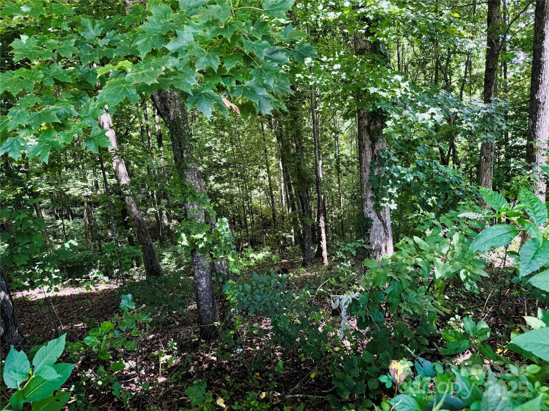 35 Ladys Fern Trail - Photo 6