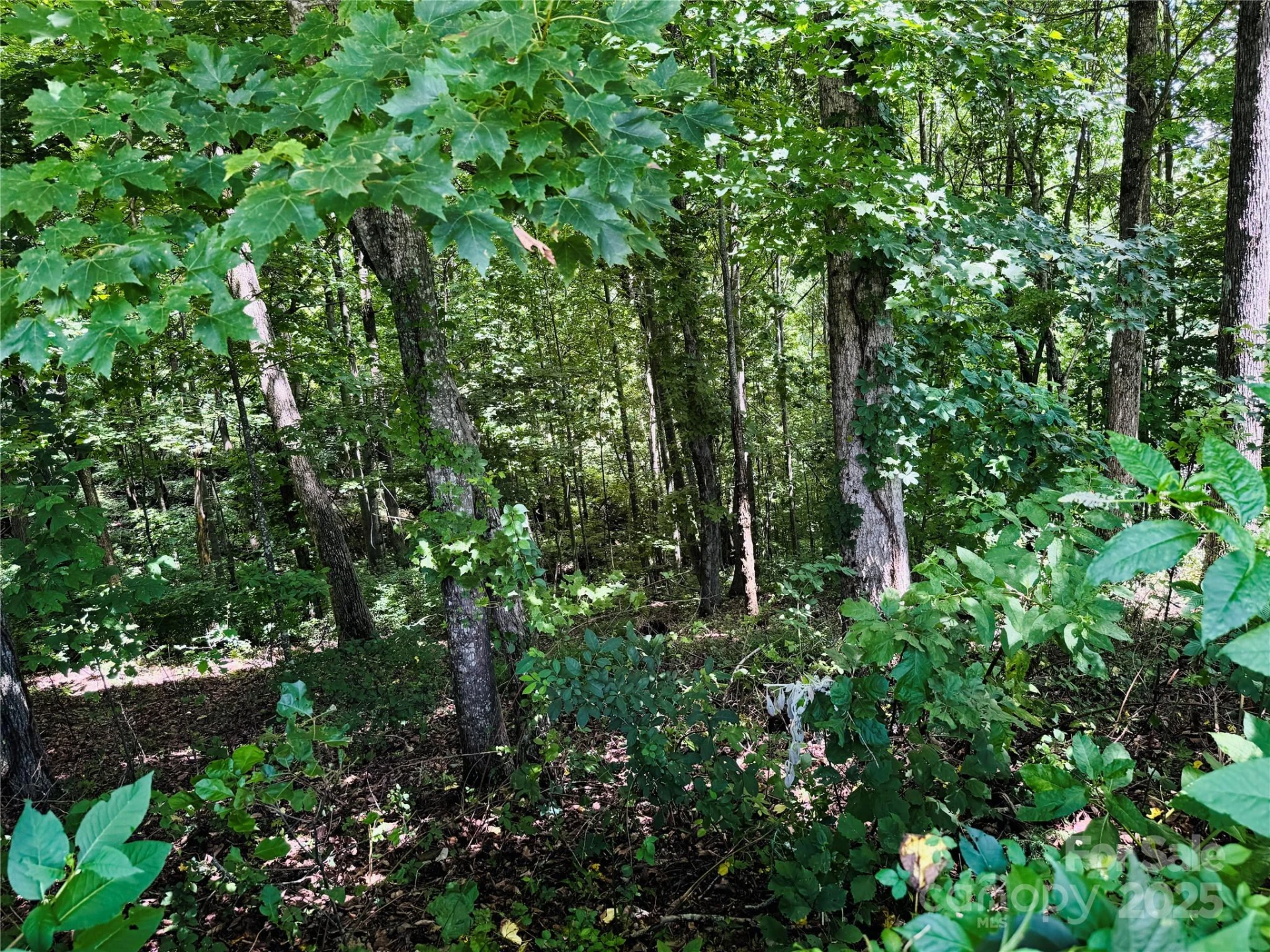35 Ladys Fern Trail - Photo 6