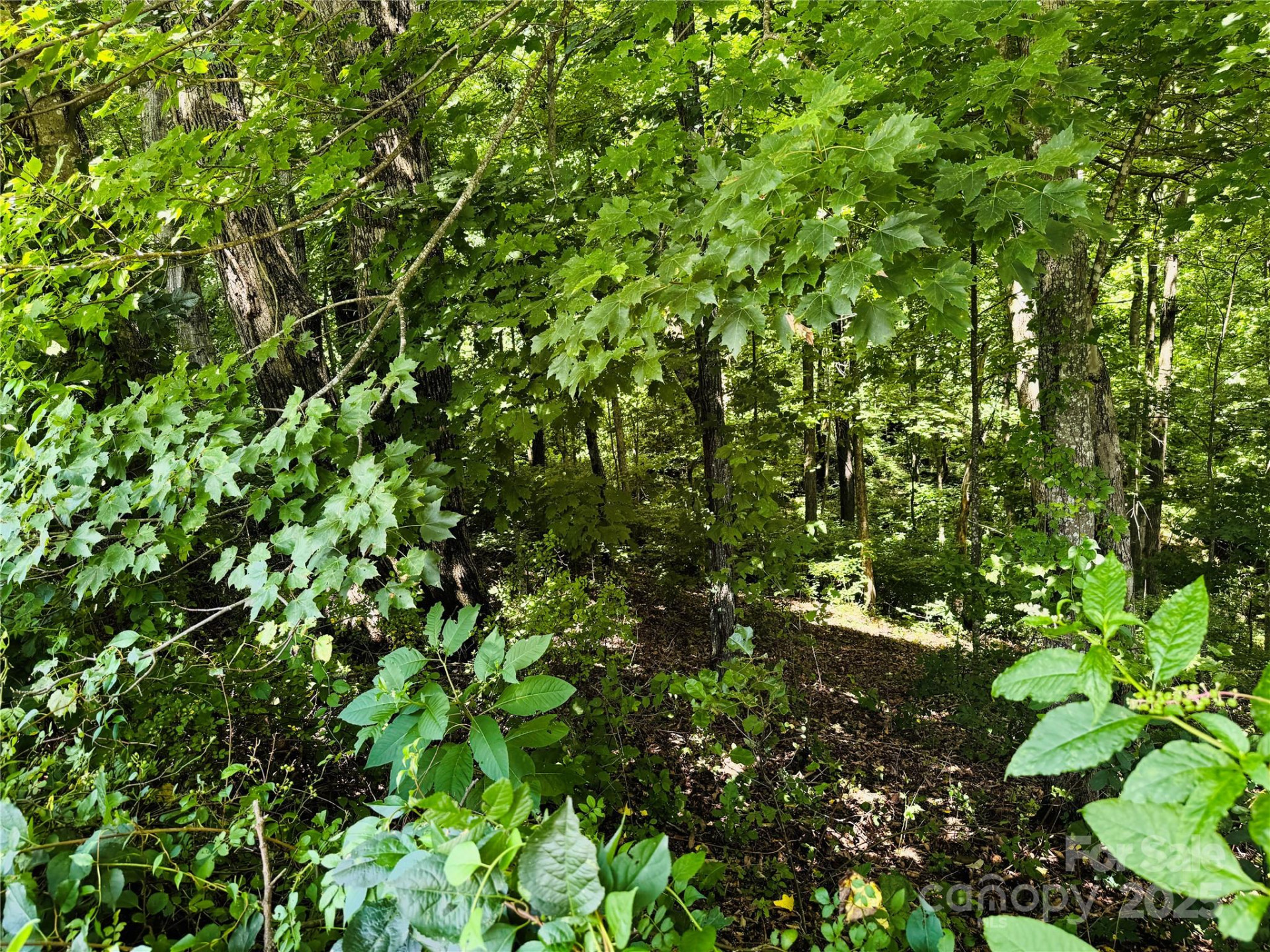 35 Ladys Fern Trail - Photo 7