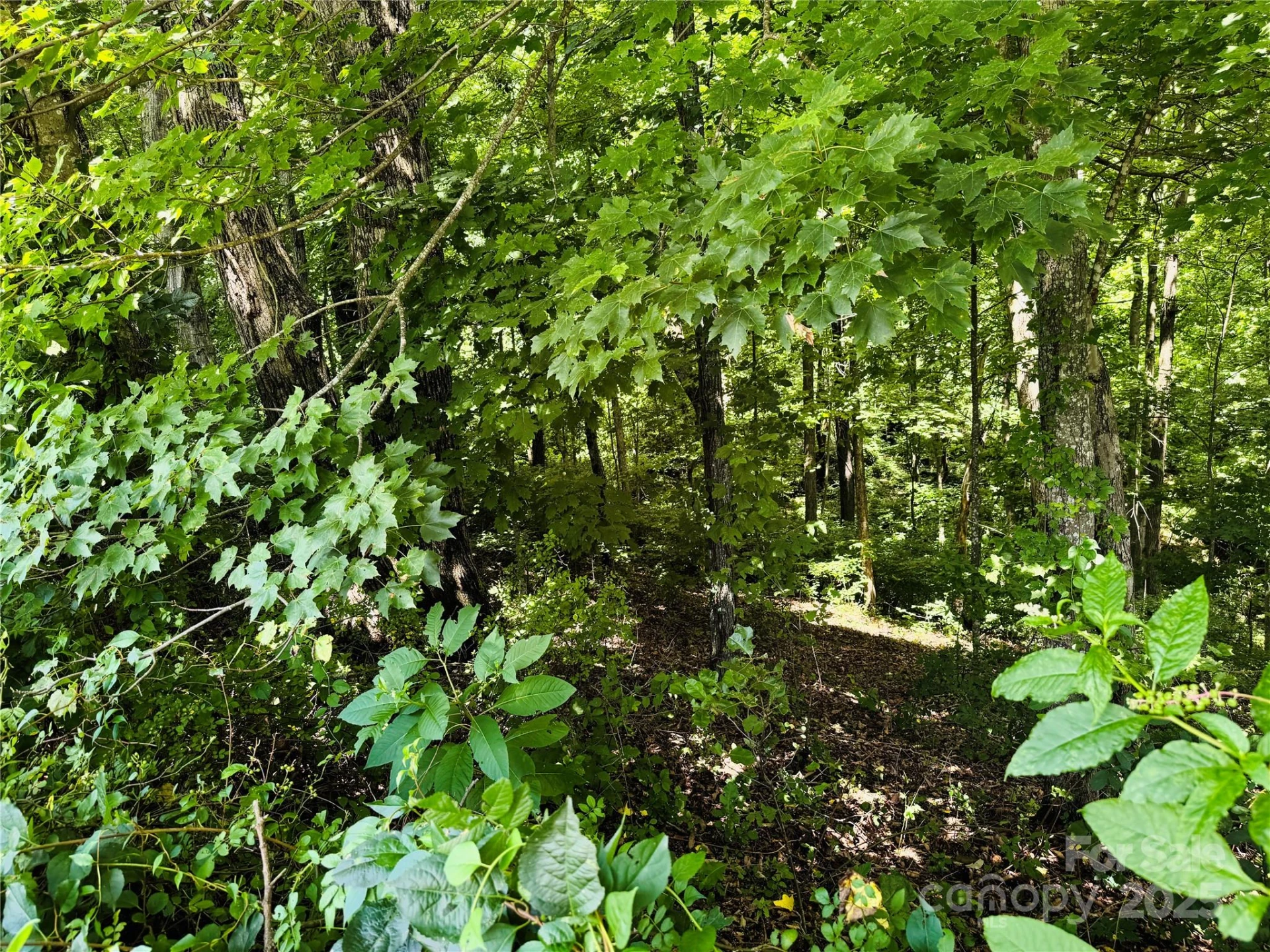 35 Ladys Fern Trail - Photo 7