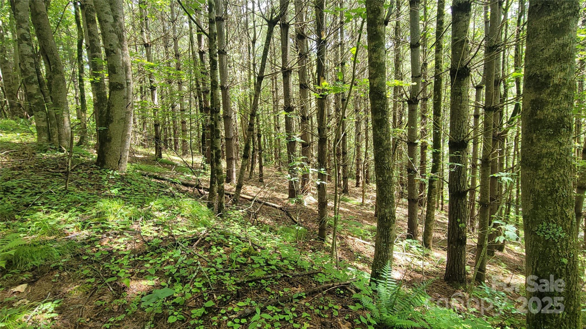 000 Eagle Bridge Road - Photo 12