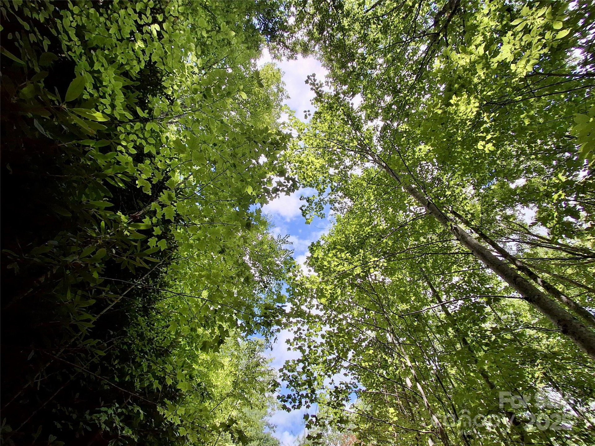 0 Sometimes Creek Road - Photo 12