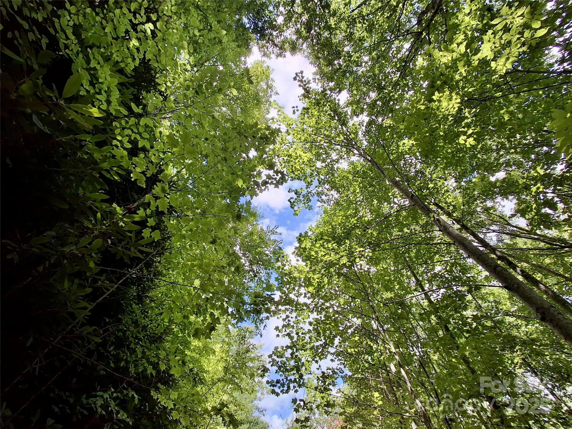 0 Sometimes Creek Road - Photo 12