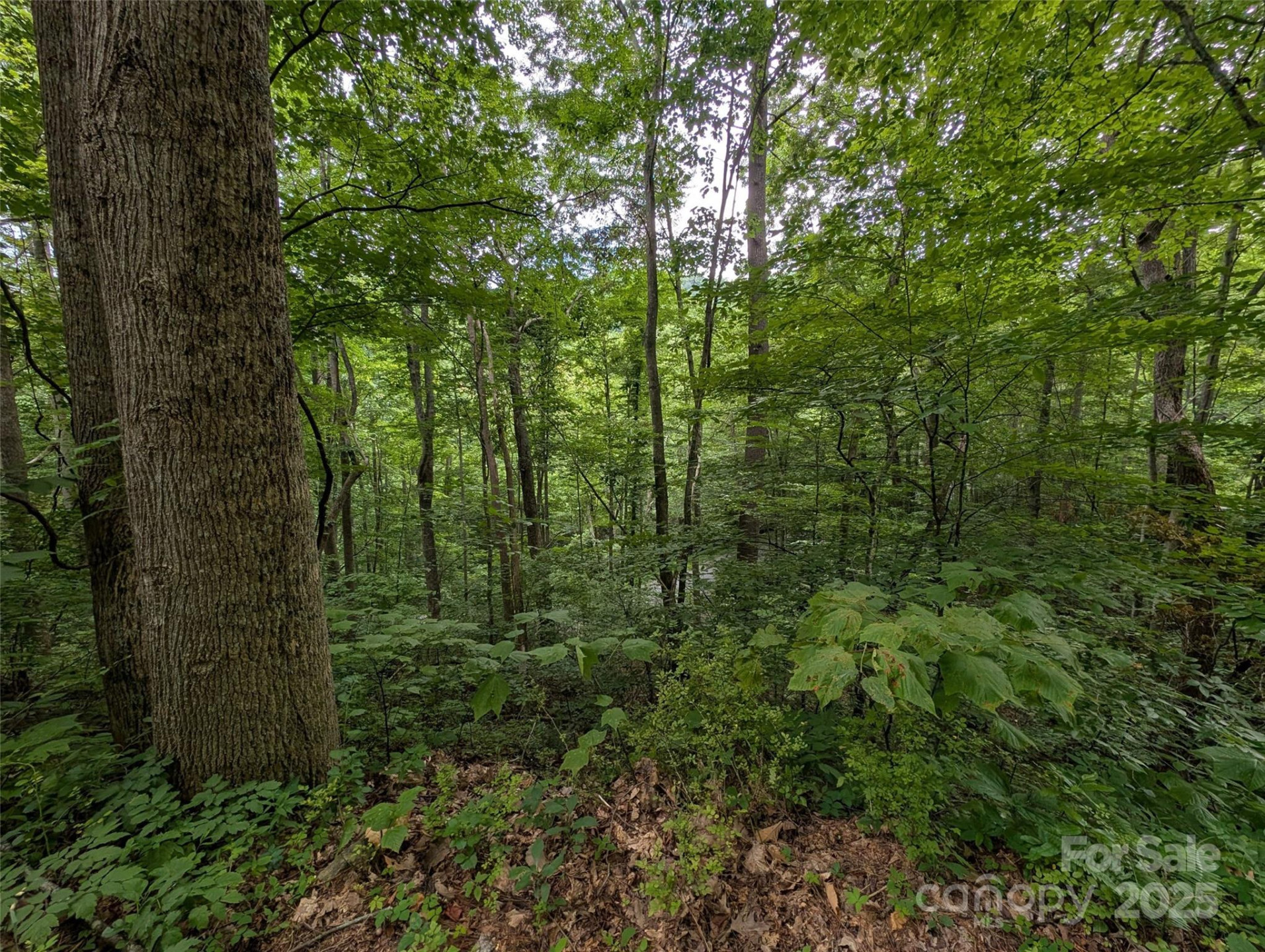 99999 Whispering Woods Path #44 - Photo 4