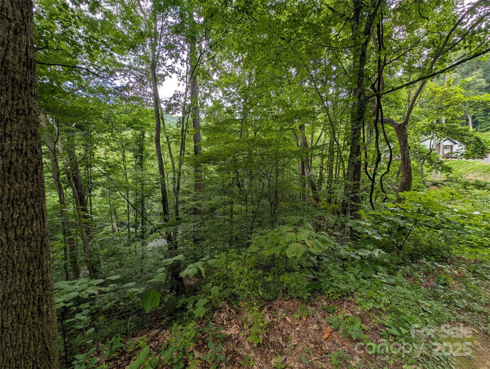 99999 Whispering Woods Path #44 - Photo 5