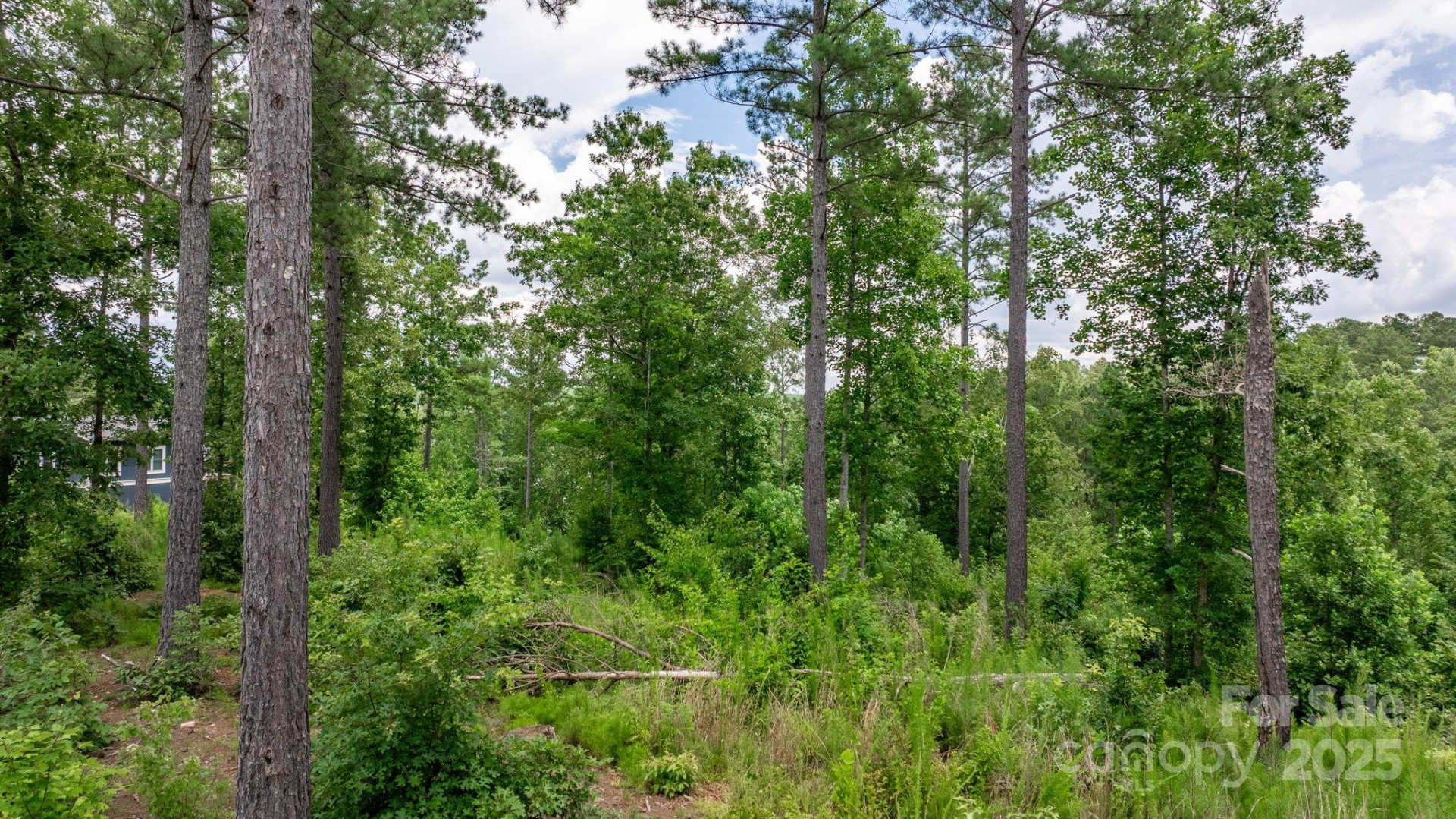 2194 Pikes Peak Ridge #156 - Photo 5