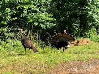 338 Espen Ridge - Photo 47