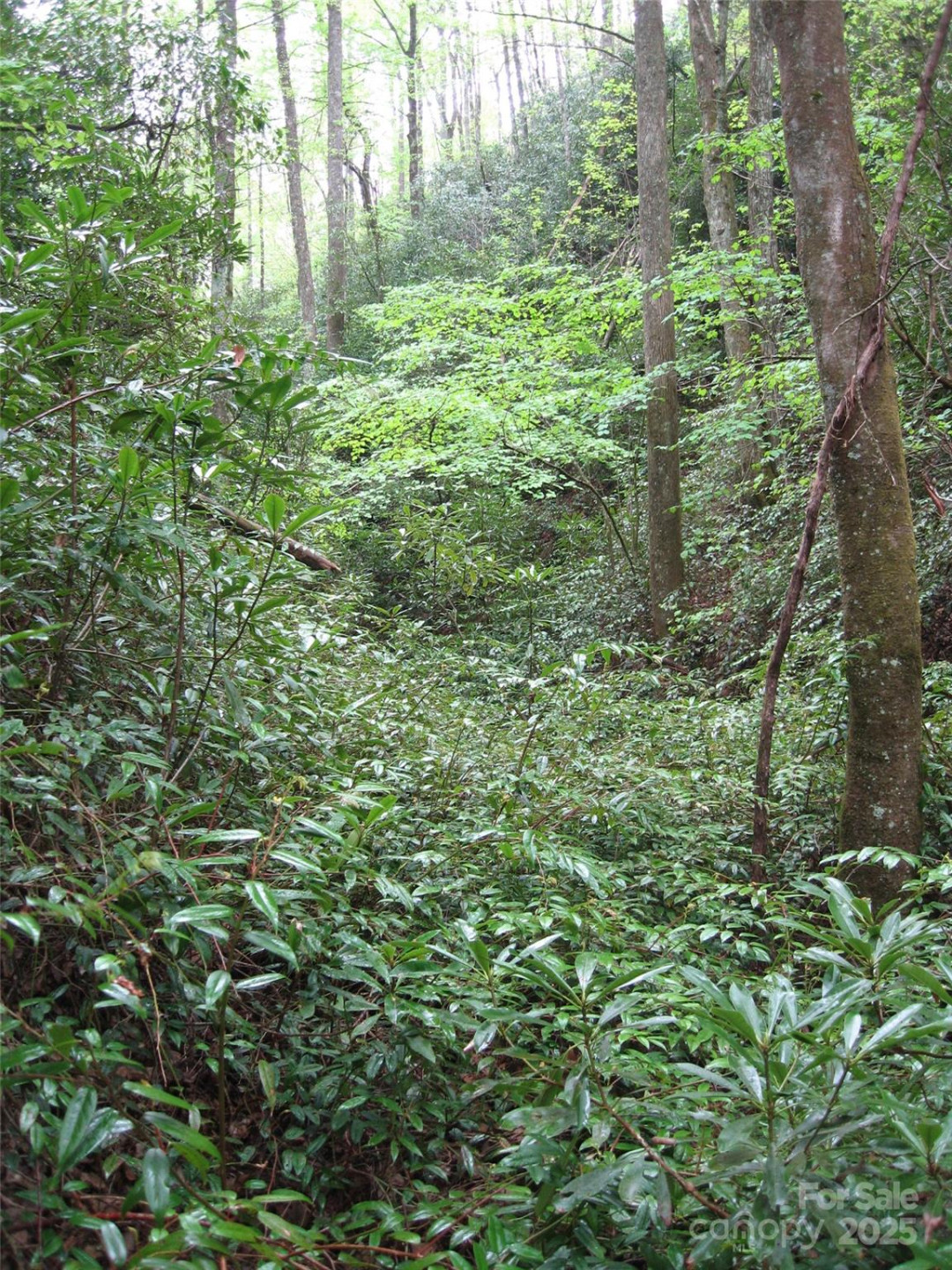 313 Line Runner Ridge Road - Photo 11