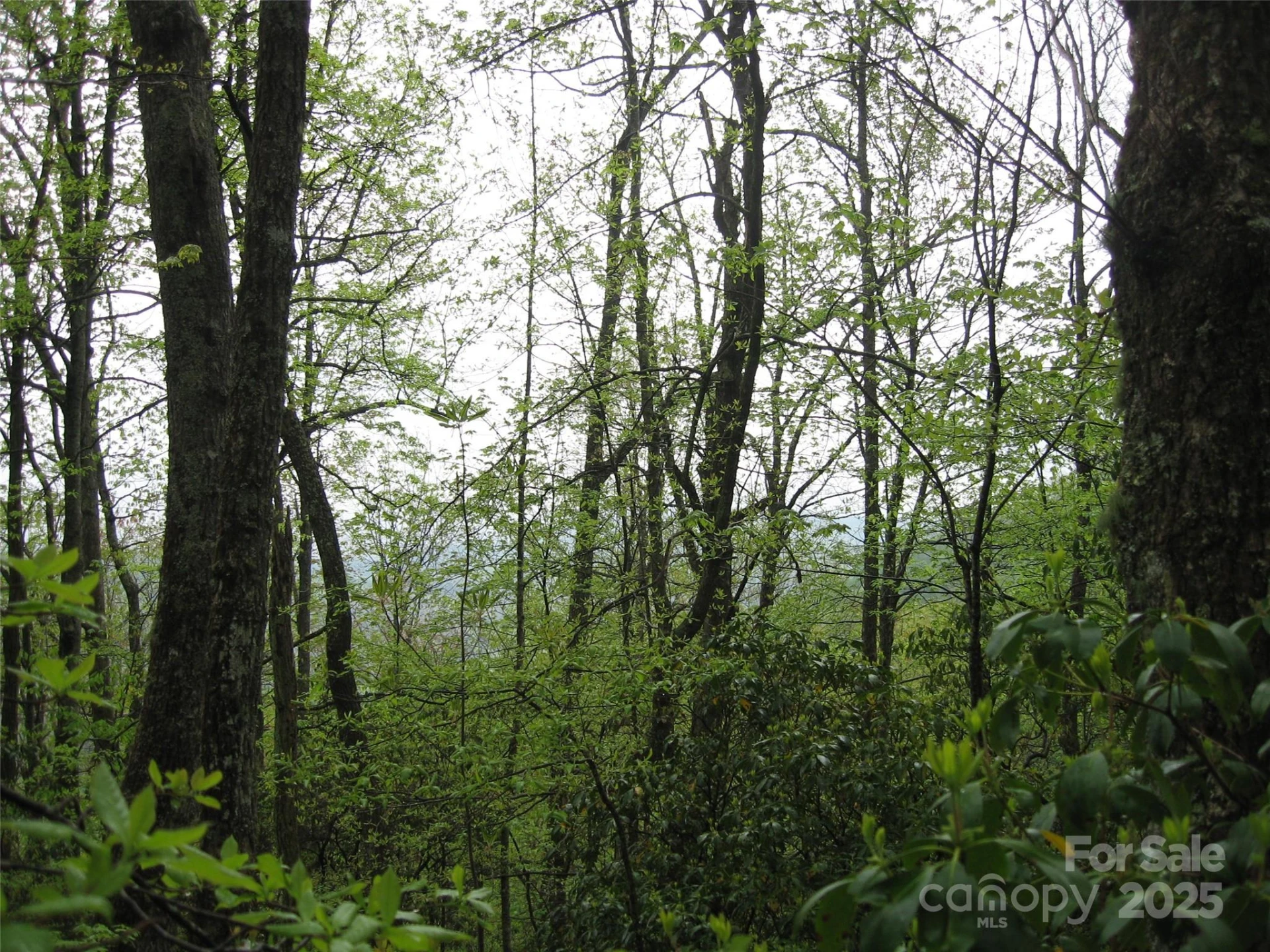 313 Line Runner Ridge Road - Photo 12