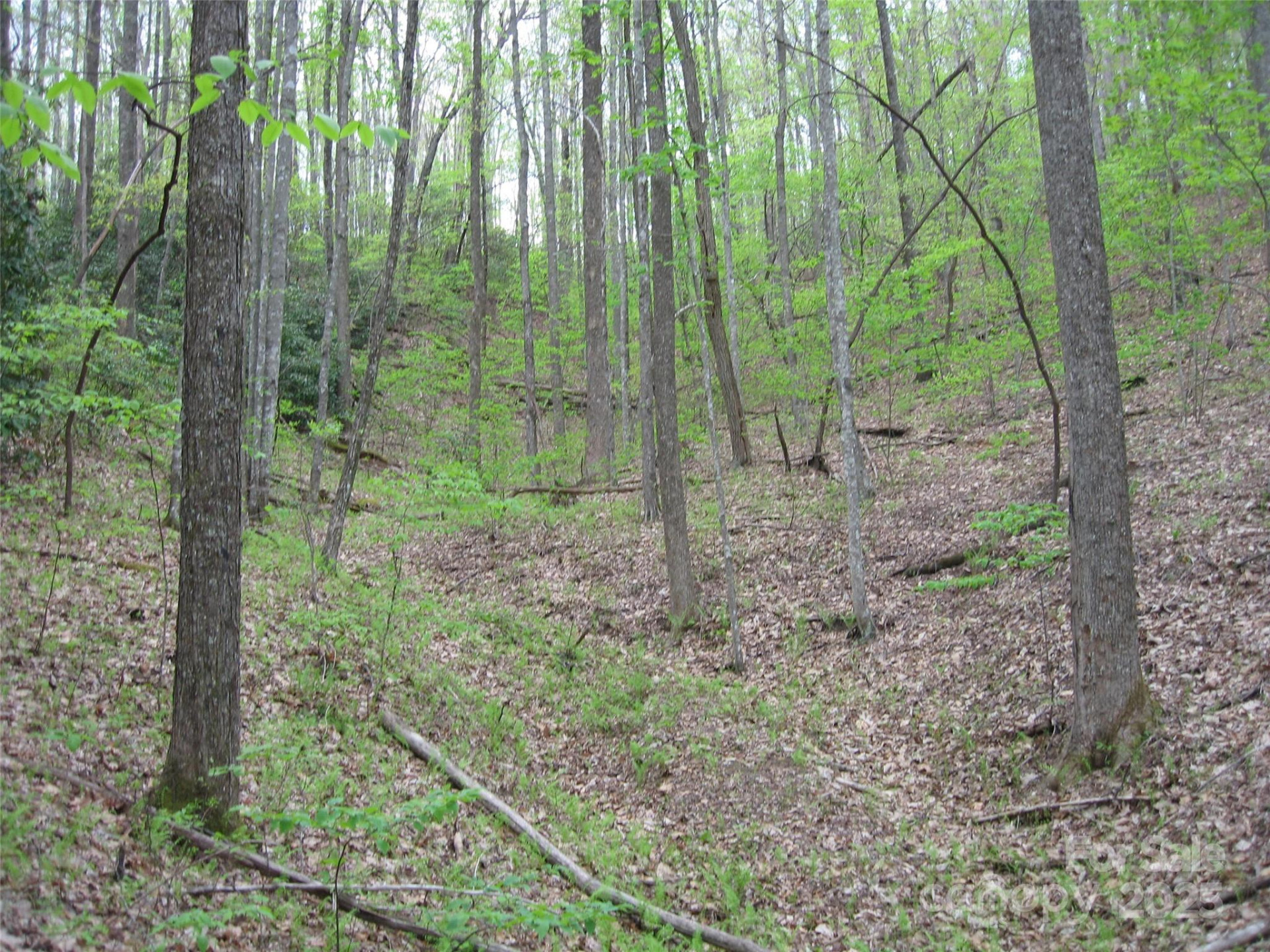 313 Line Runner Ridge Road - Photo 7