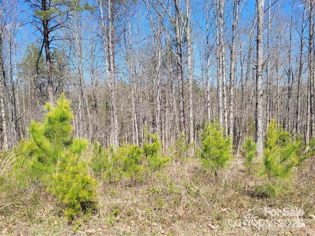 0 Boy Scout Road - Photo 10