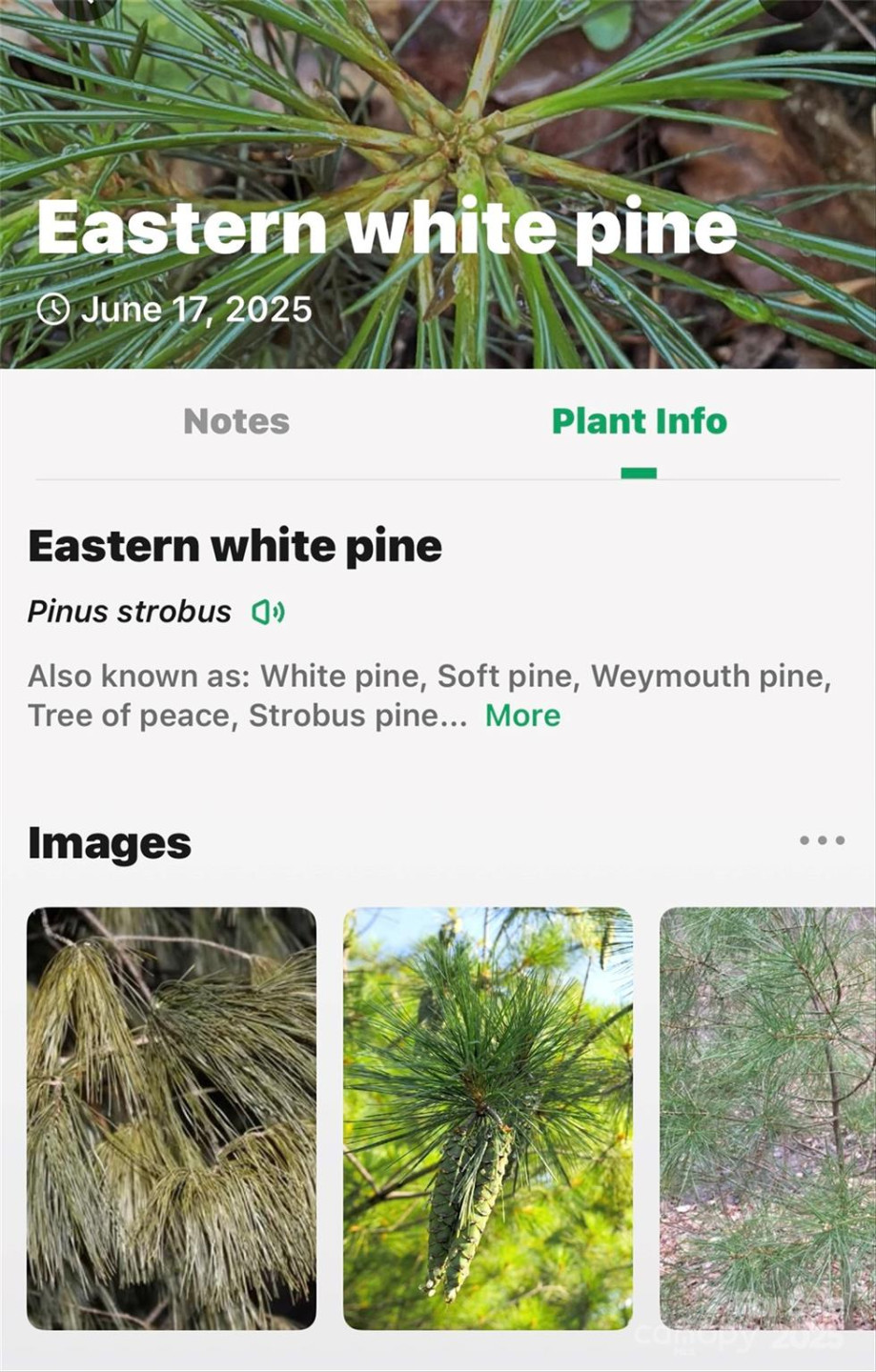 Lot #76 Hunnicut Spur Road - Photo 25