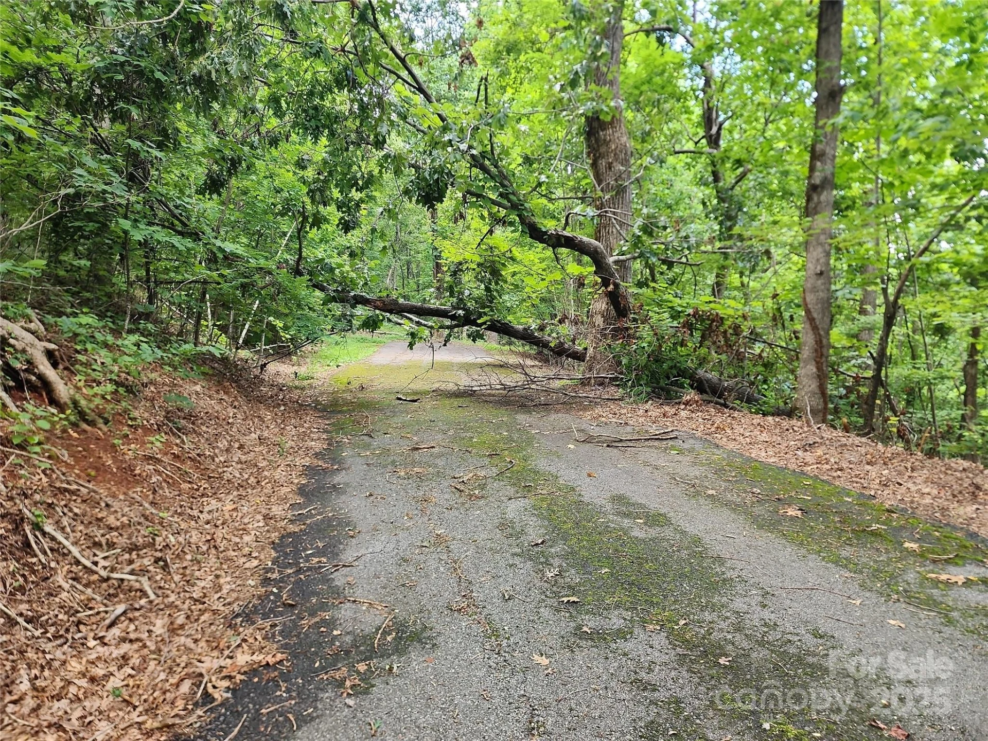5 LOTS White Oak Mountain Road - Photo 7