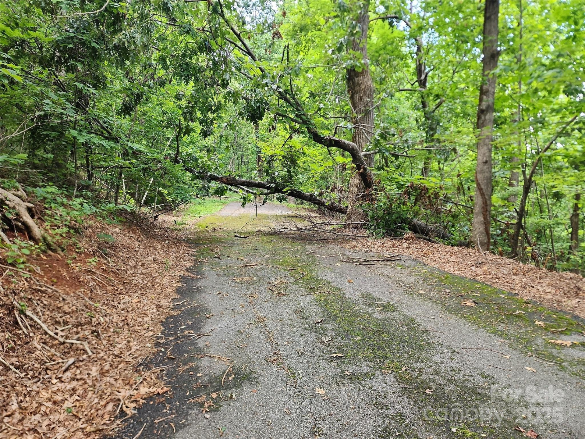 5 LOTS White Oak Mountain Road - Photo 8