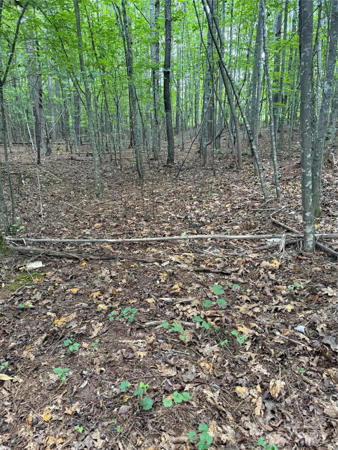 3994 Seitz Road - Photo 3