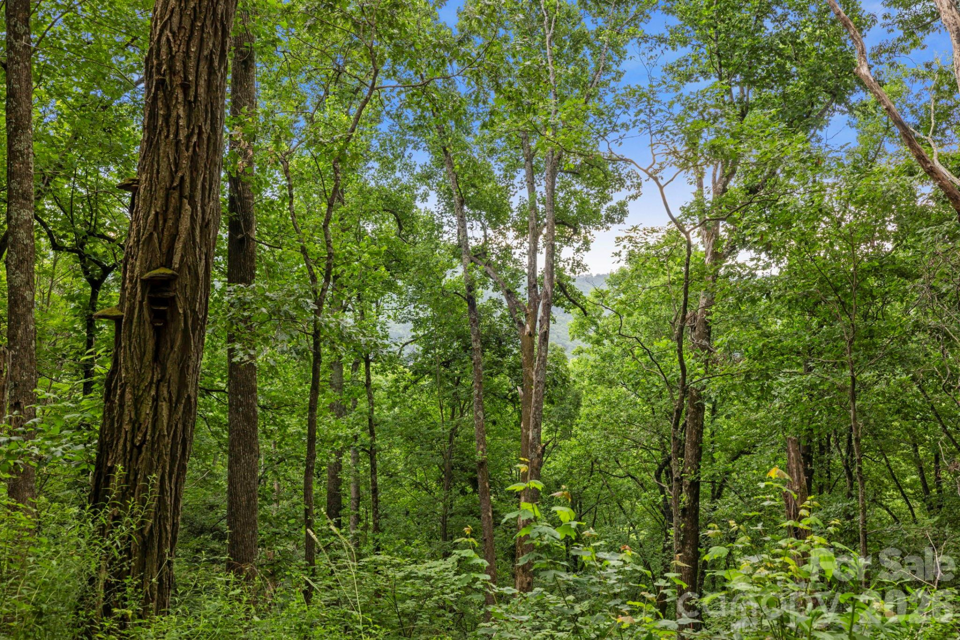 99999 Little Pisgah Road - Photo 3