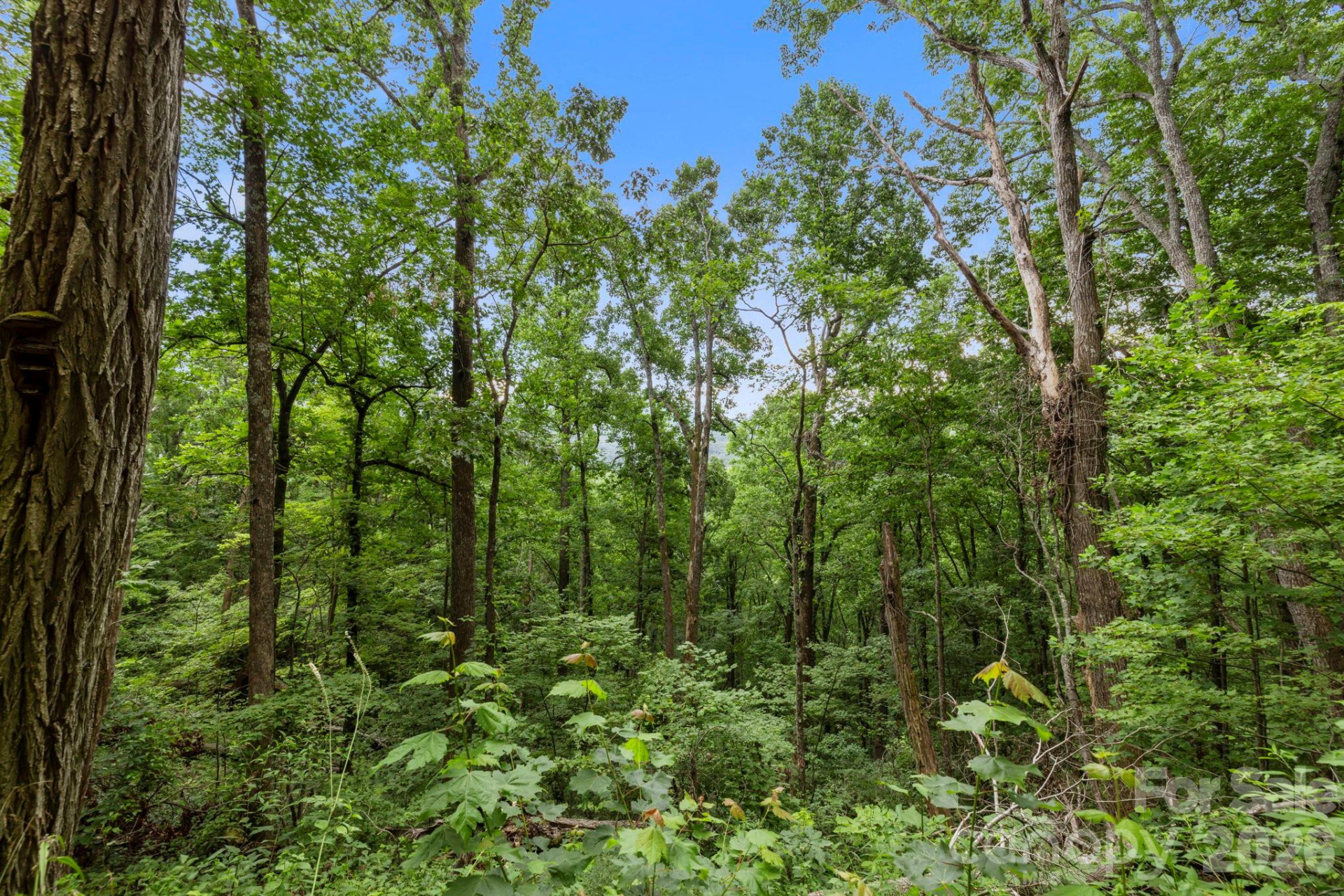 99999 Little Pisgah Road - Photo 8