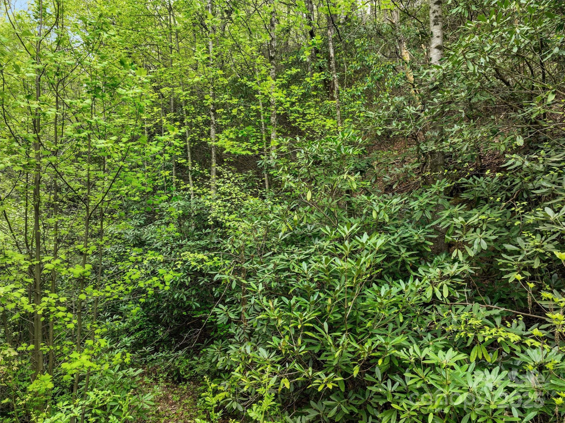 0 Bird Creek Estates Road - Photo 10