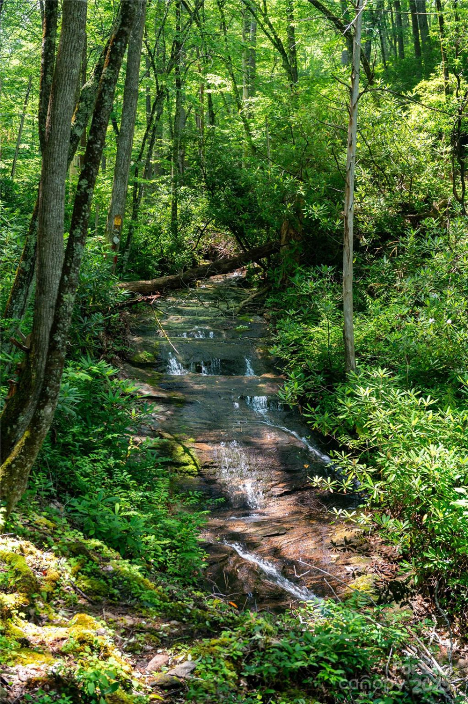 238 Falling Water Drive - Photo 6