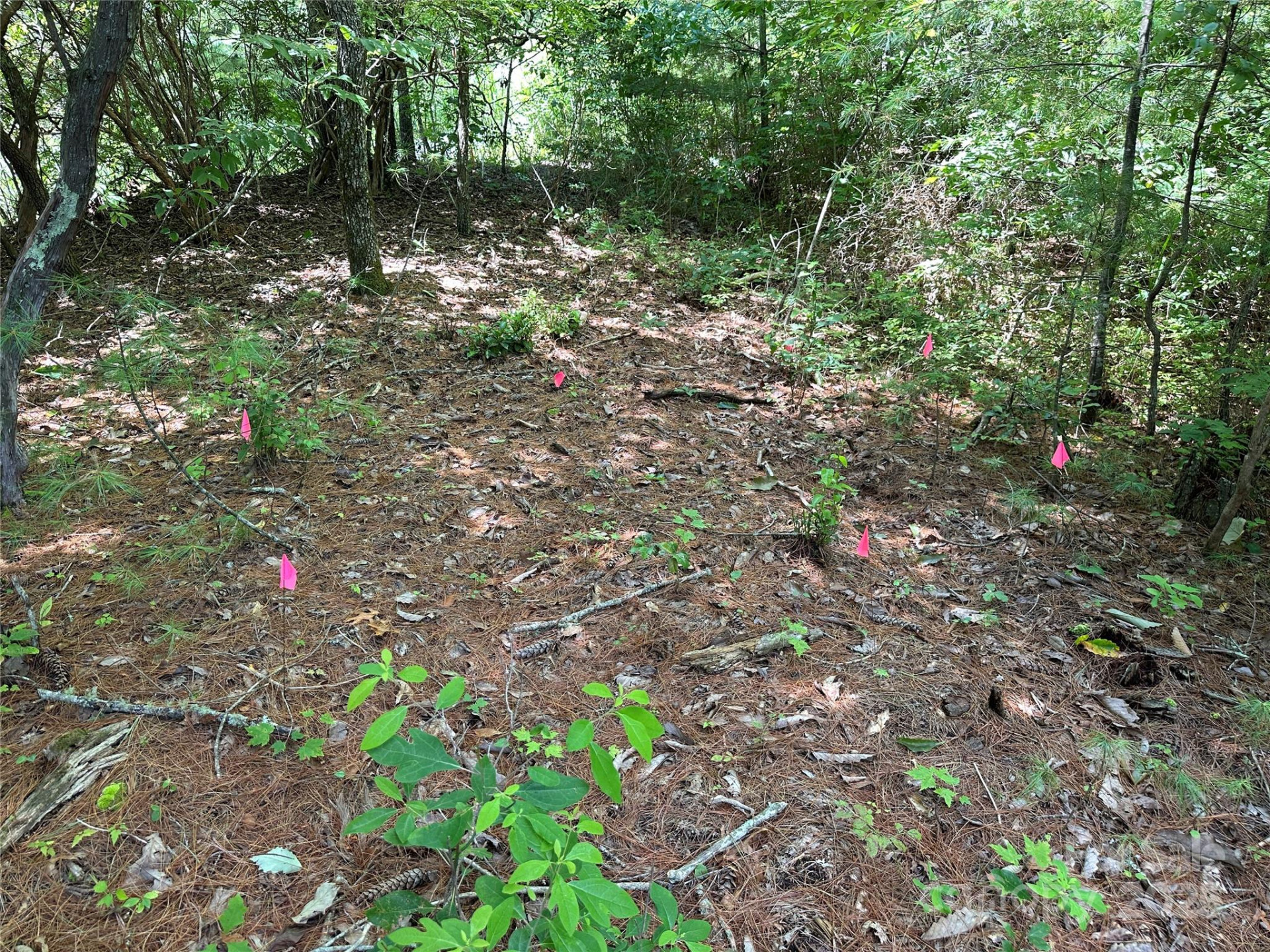 TBD Emma Bri Lane ##10 - Photo 4