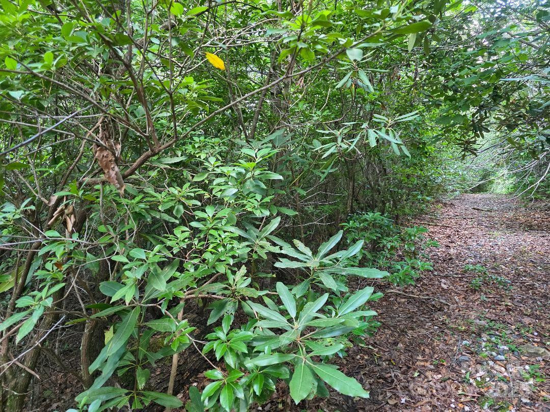 LOT 2 Pine Ridge Road - Photo 2