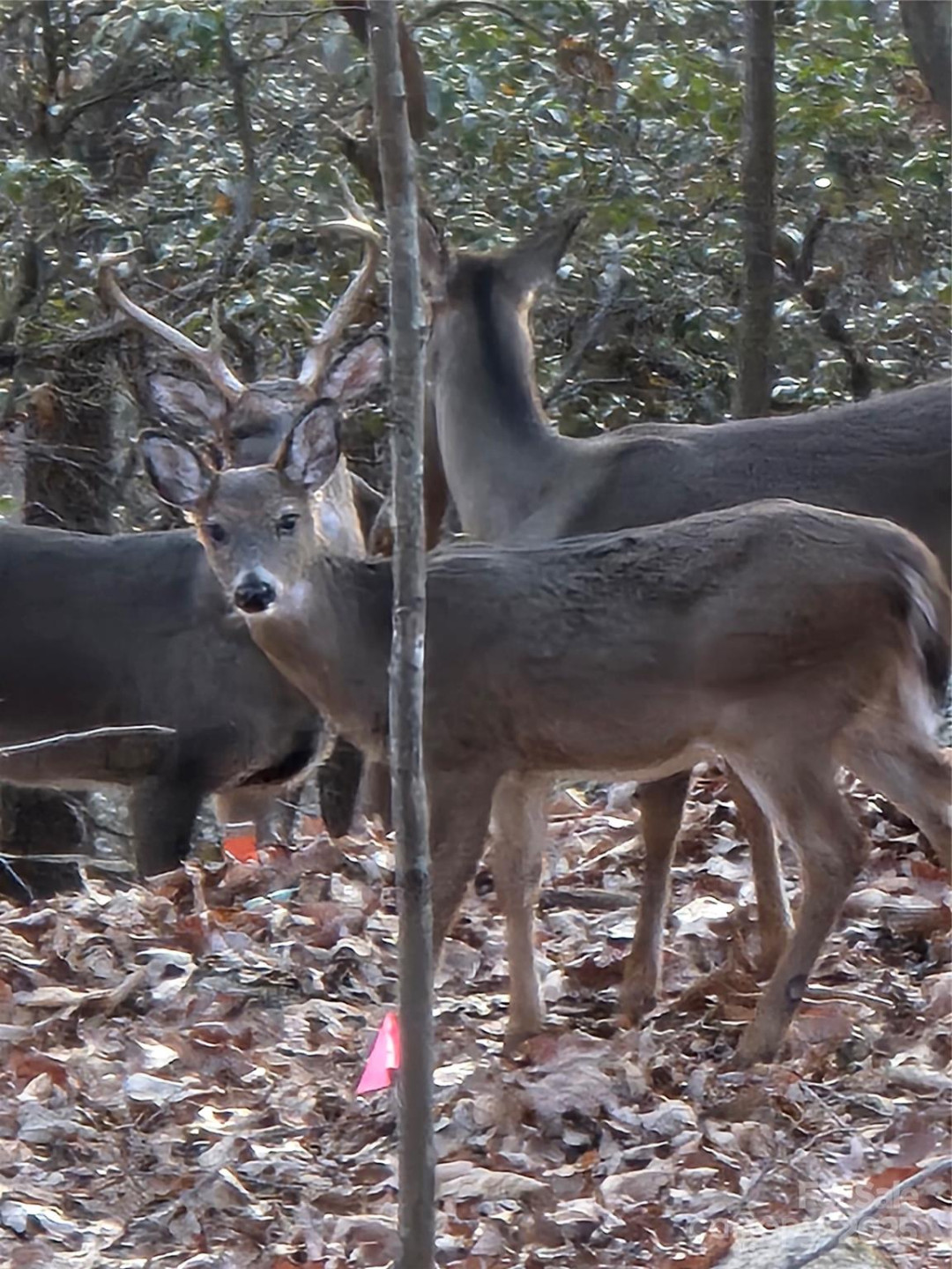 10 Chestnut Ridge Road - Photo 46