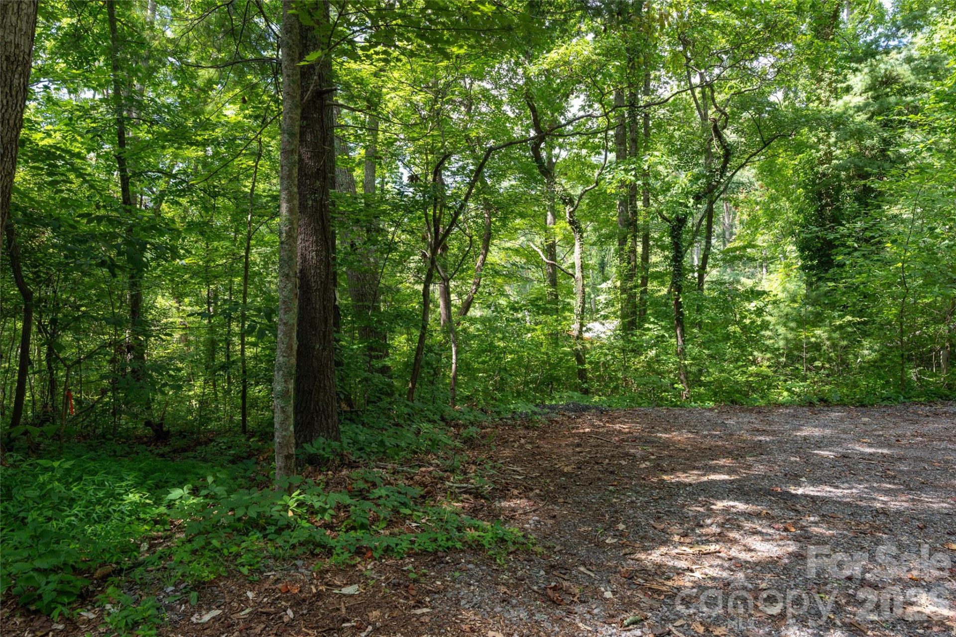 99999 Buffalo Trail #86 - Photo 3