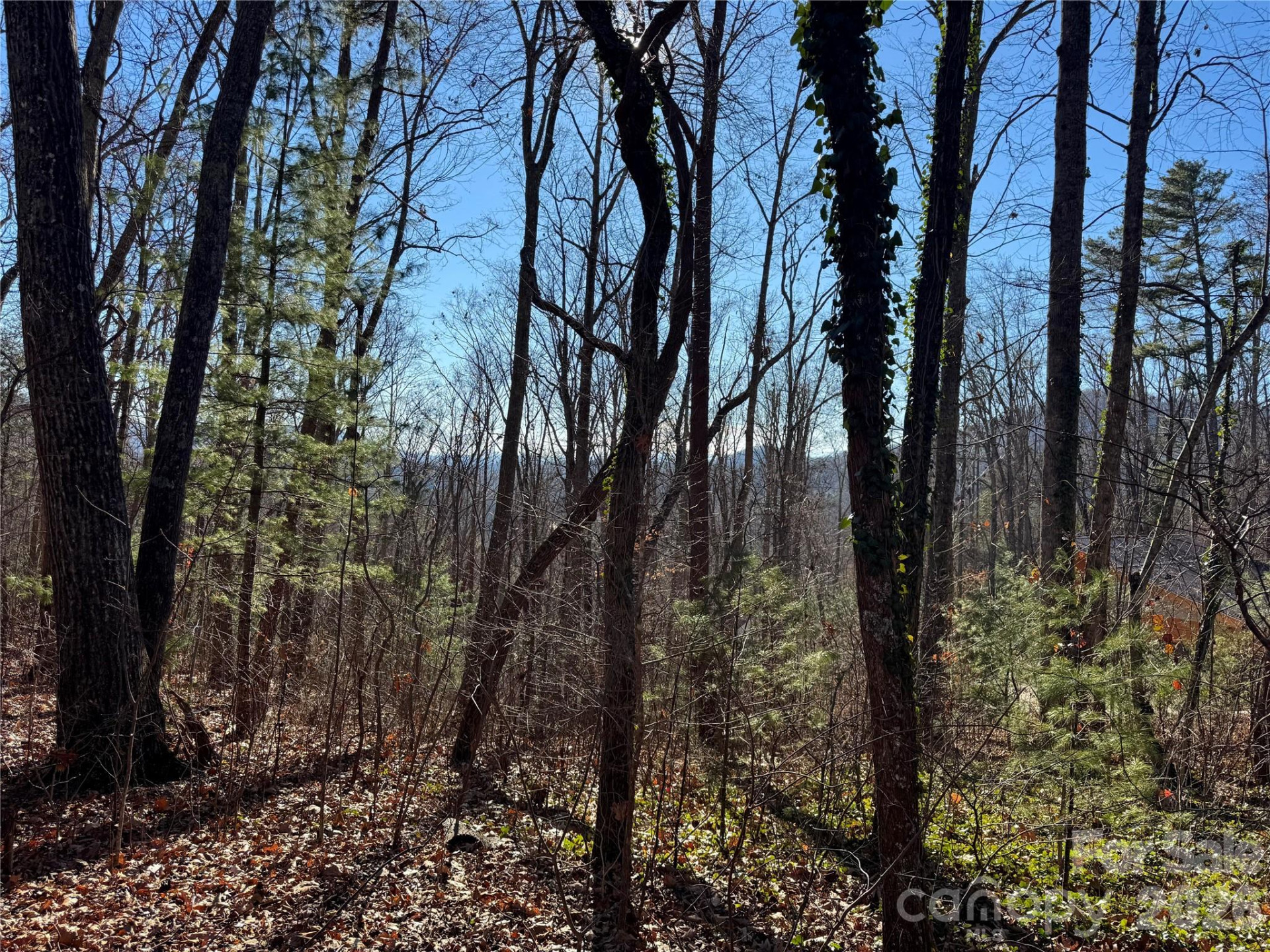 99999 Buffalo Trail #86 - Photo 4