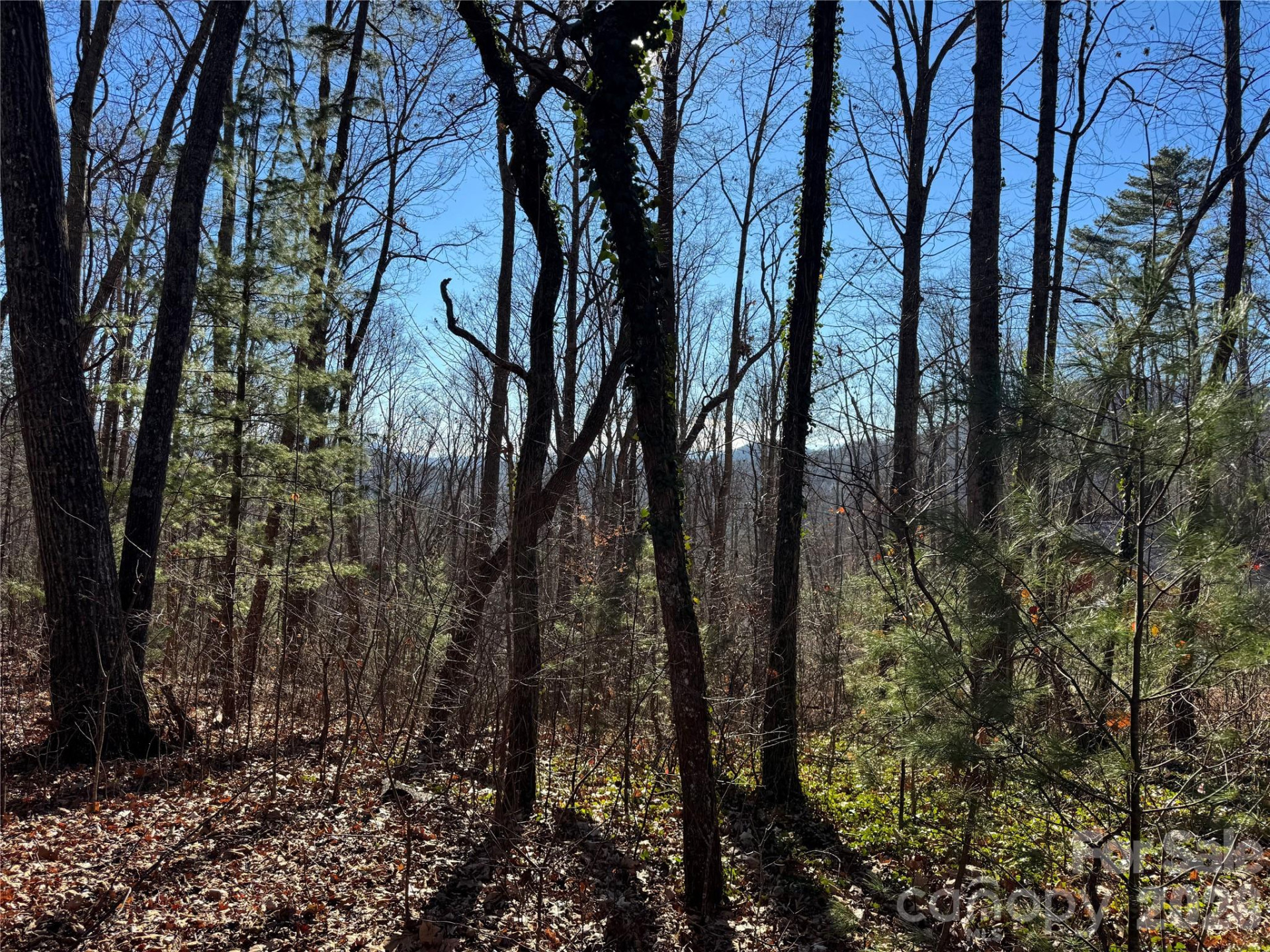 99999 Buffalo Trail #86 - Photo 5