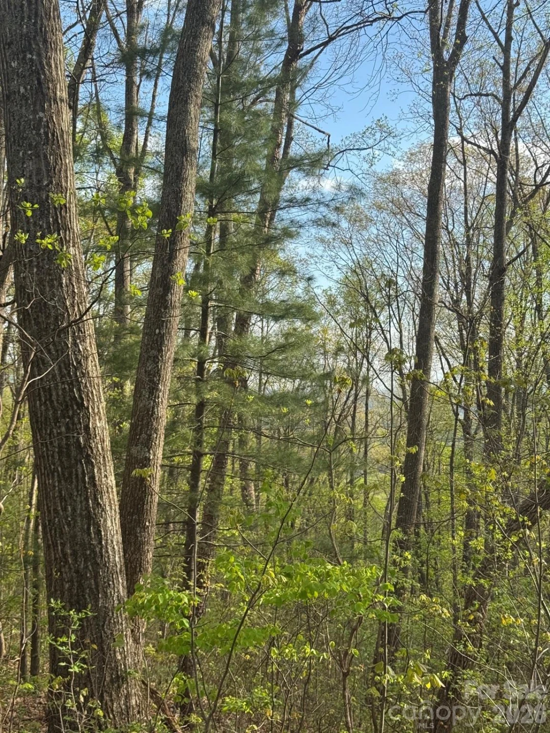 99999 Buffalo Trail #86 - Photo 11