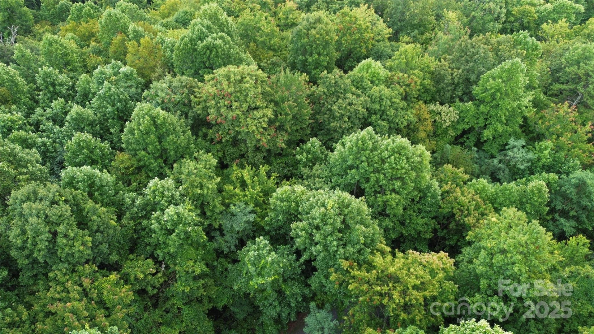 TBD Bald Eagle Drive - Photo 11