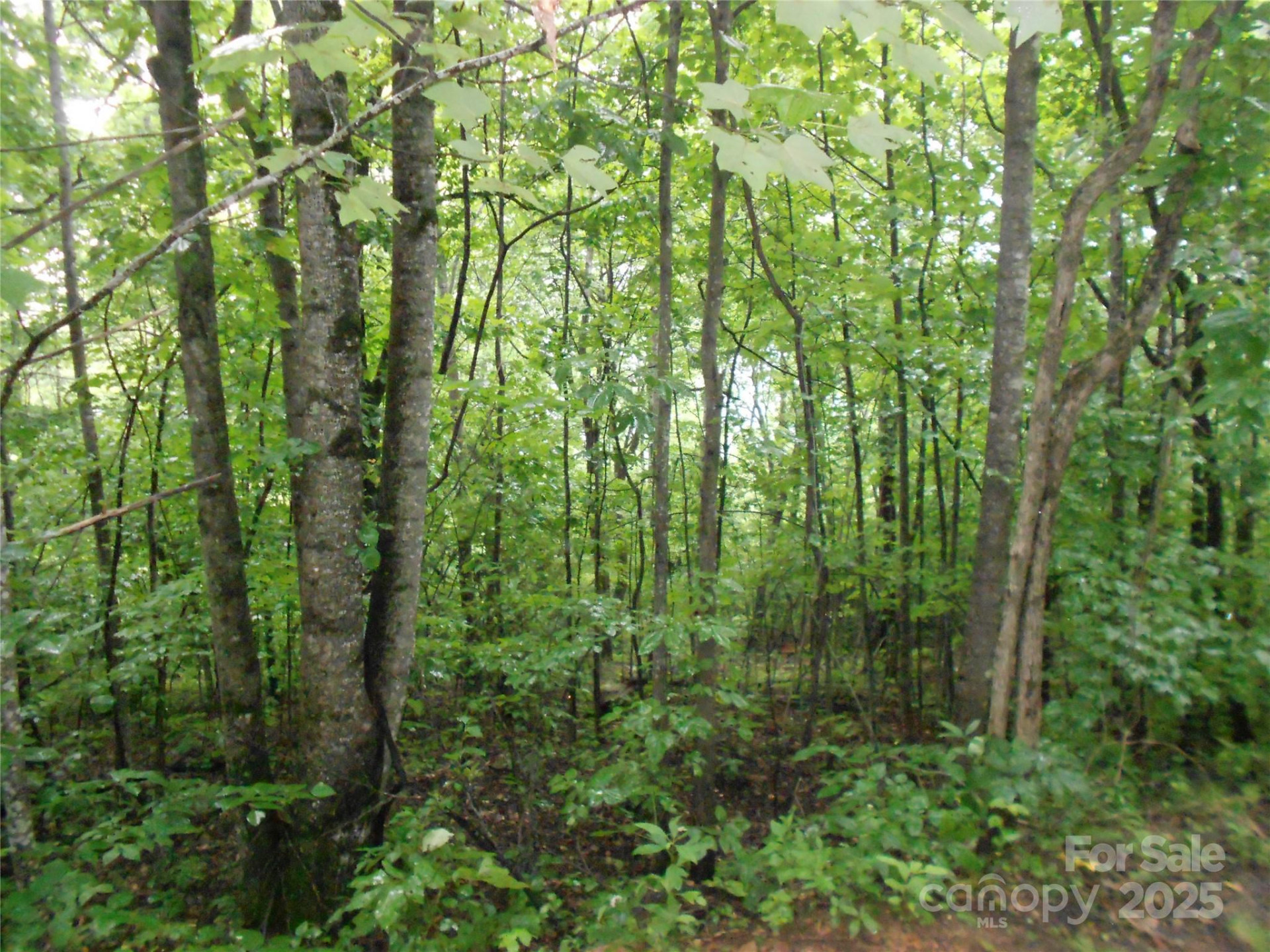 TBD Bald Eagle Drive - Photo 4