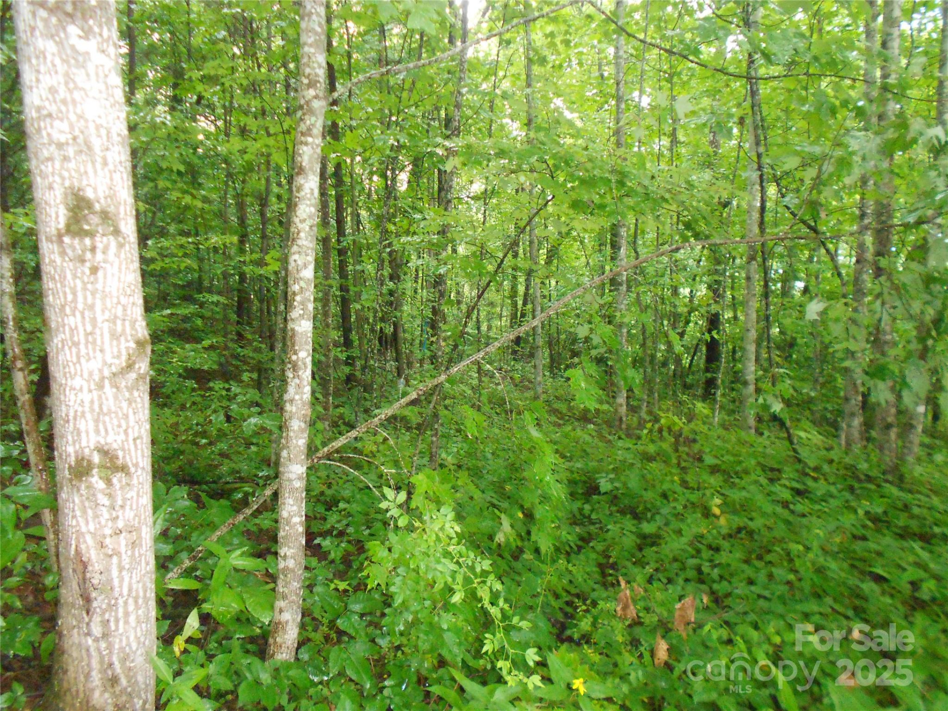 TBD Bald Eagle Drive - Photo 5