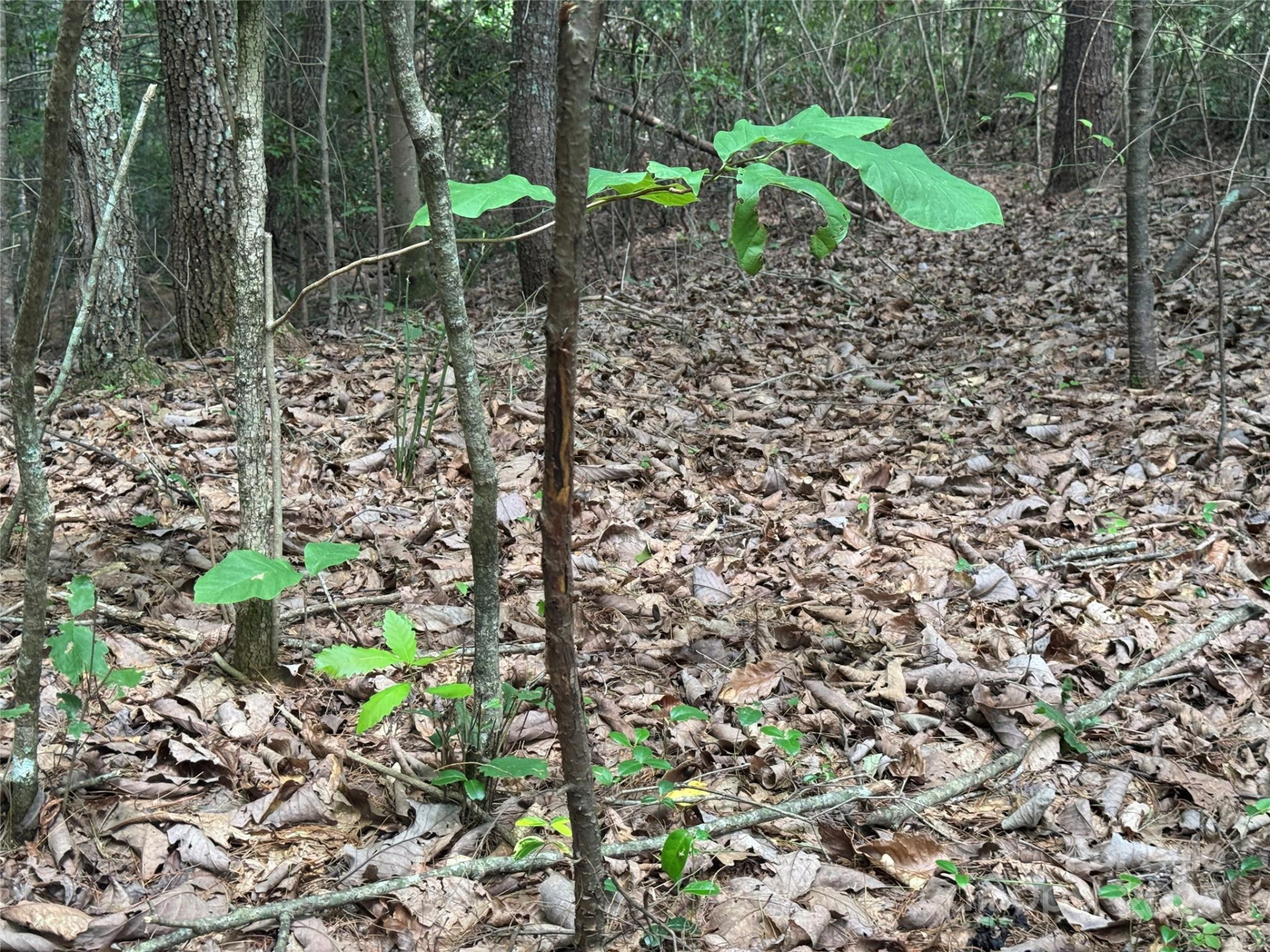 00 Rich Mountain Road - Photo 13