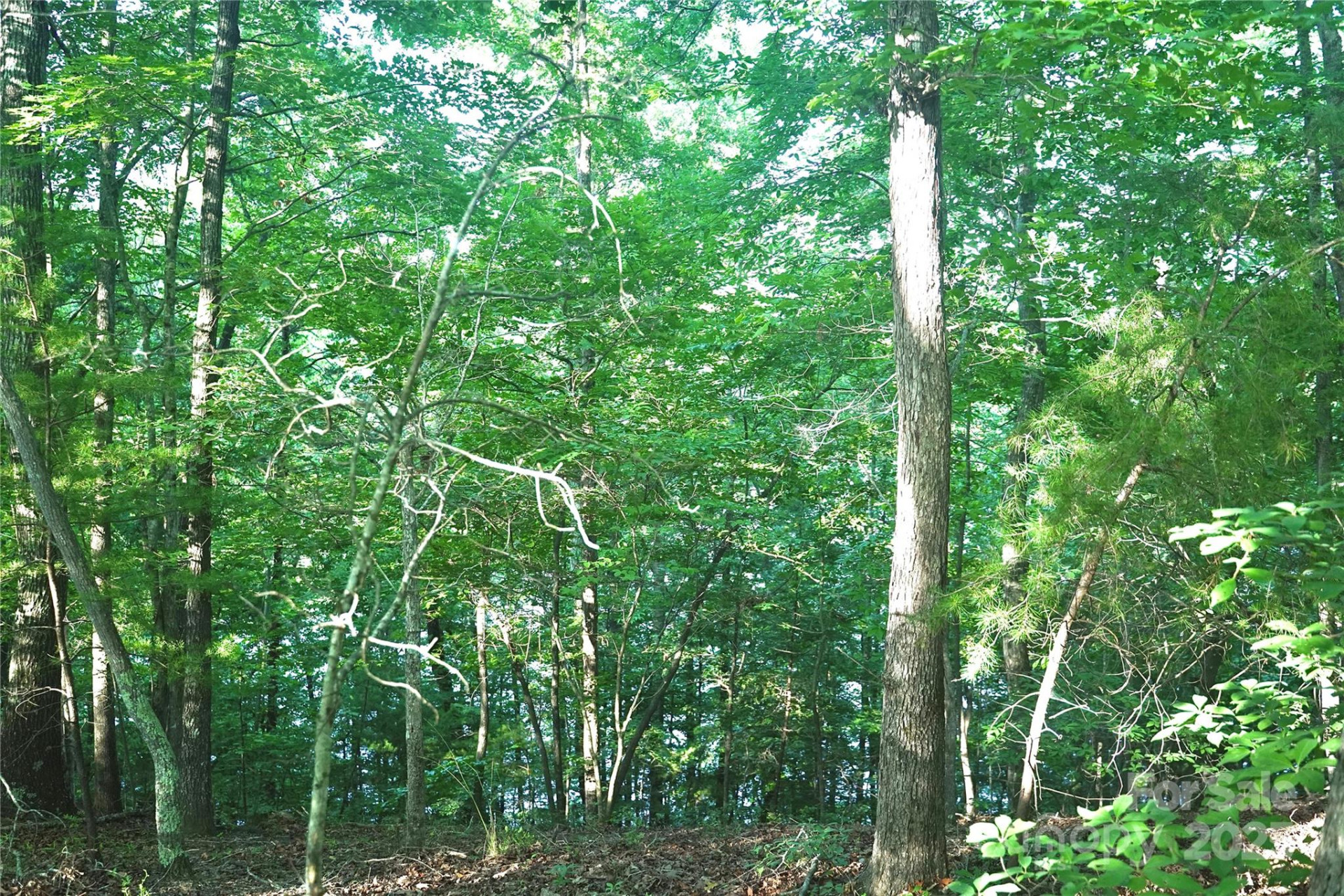 0 Parkway North None #13 - Photo 3