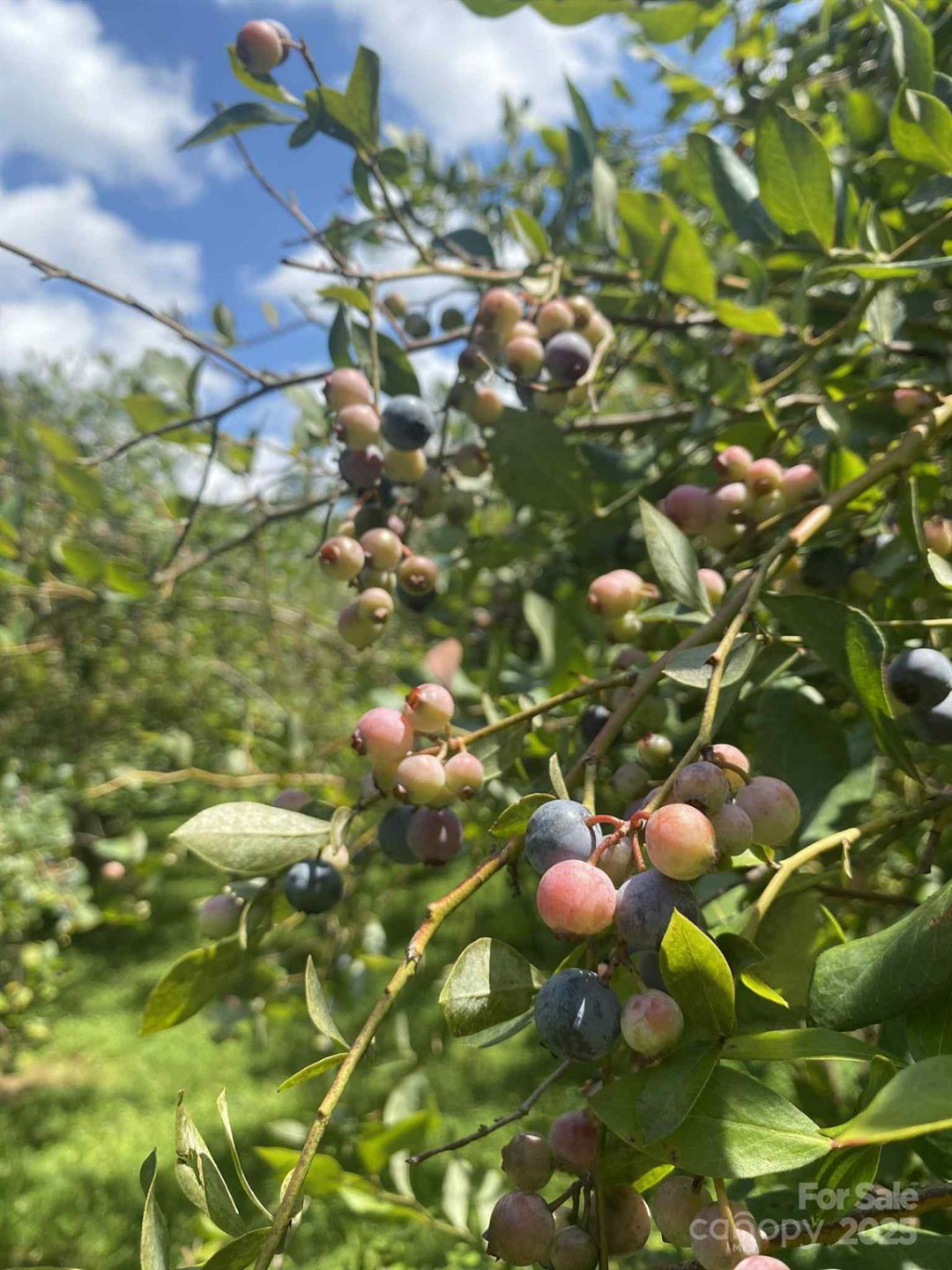 163 Gypsy Mountain Road - Photo 44