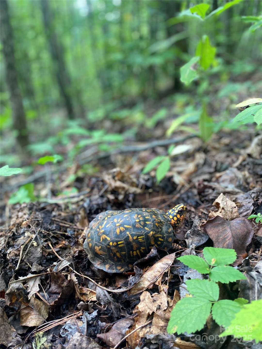 0 Camp McCall Road - Photo 11