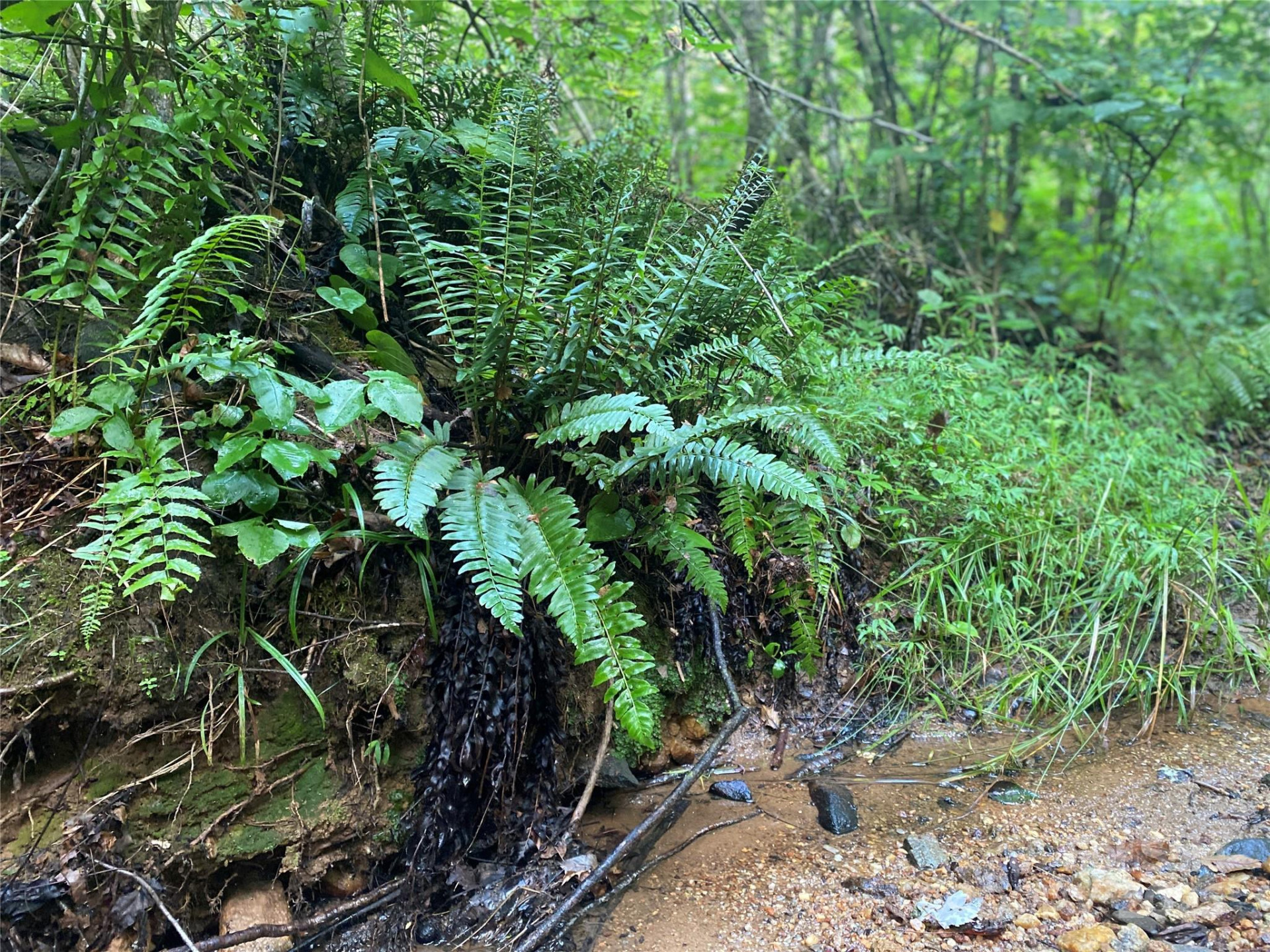 0 Camp McCall Road - Photo 10